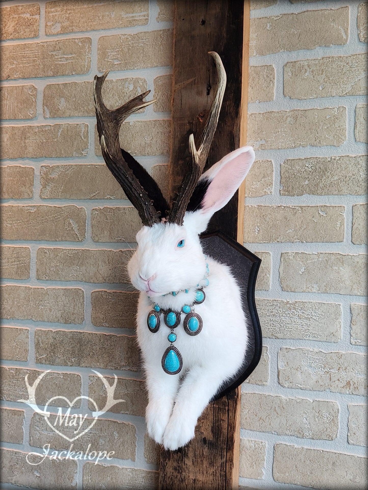 Taxidermie, gros Jackalope noir & blanc aux yeux turquoise, vrais bois atypiques avec collier