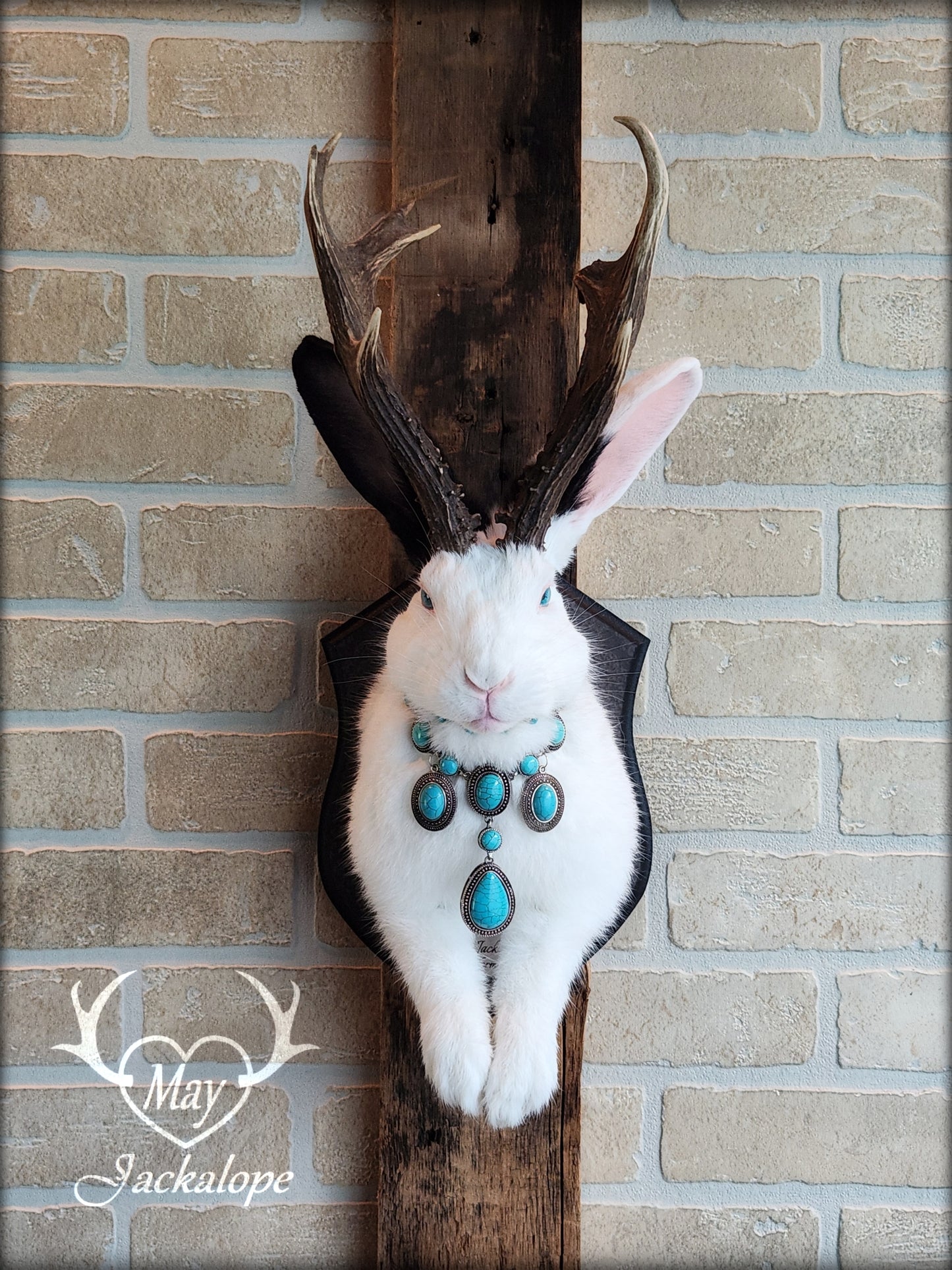 Taxidermie, gros Jackalope noir & blanc aux yeux turquoise, vrais bois atypiques avec collier