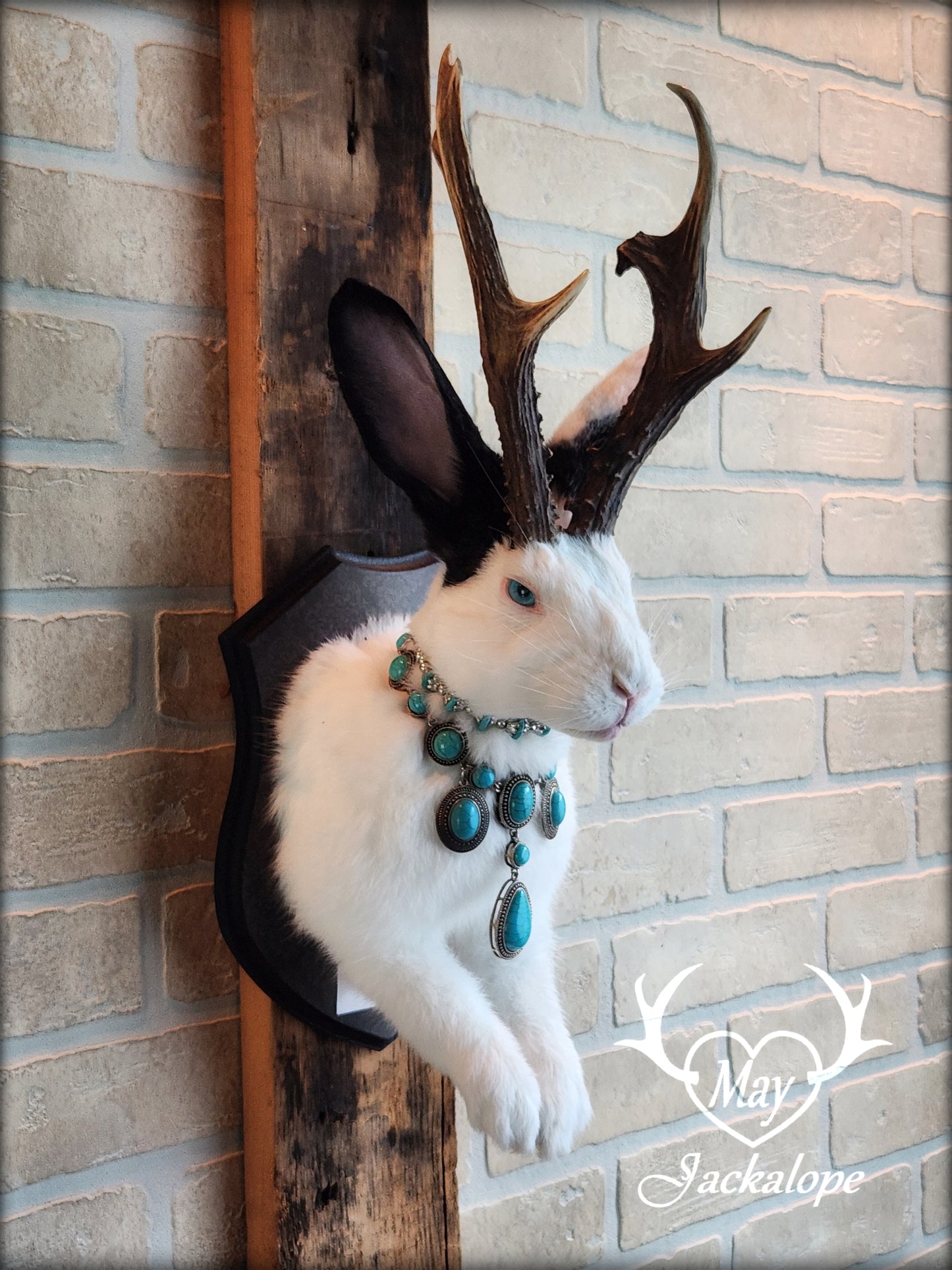 Taxidermie, gros Jackalope noir & blanc aux yeux turquoise, vrais bois atypiques avec collier