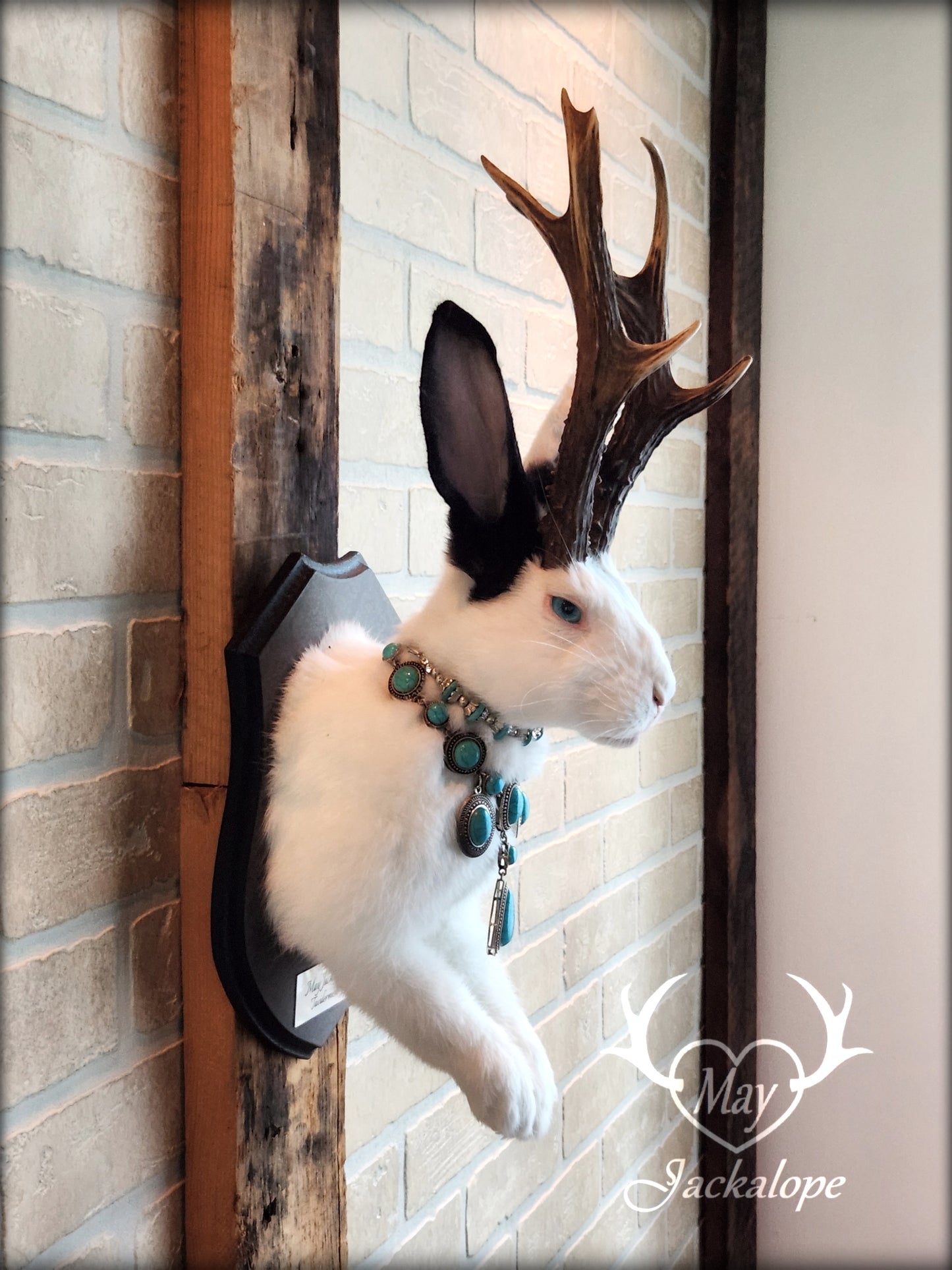 Taxidermie, gros Jackalope noir & blanc aux yeux turquoise, vrais bois atypiques avec collier