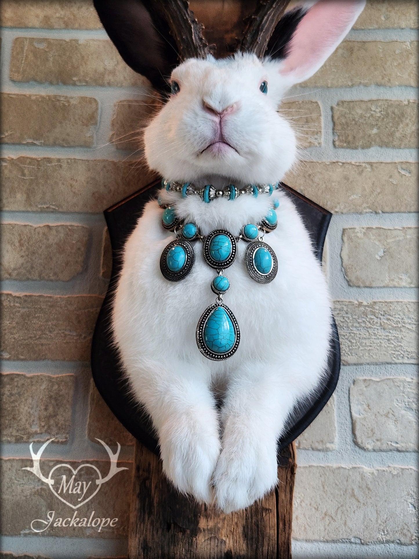 Taxidermie, gros Jackalope noir & blanc aux yeux turquoise, vrais bois atypiques avec collier