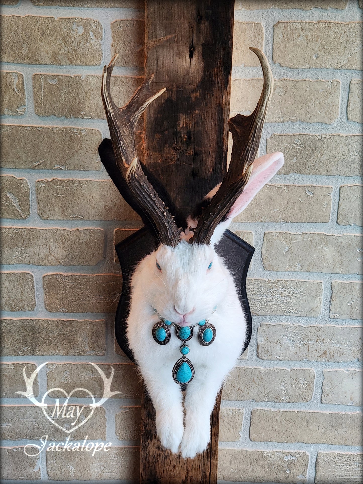 Taxidermie, gros Jackalope noir & blanc aux yeux turquoise, vrais bois atypiques avec collier