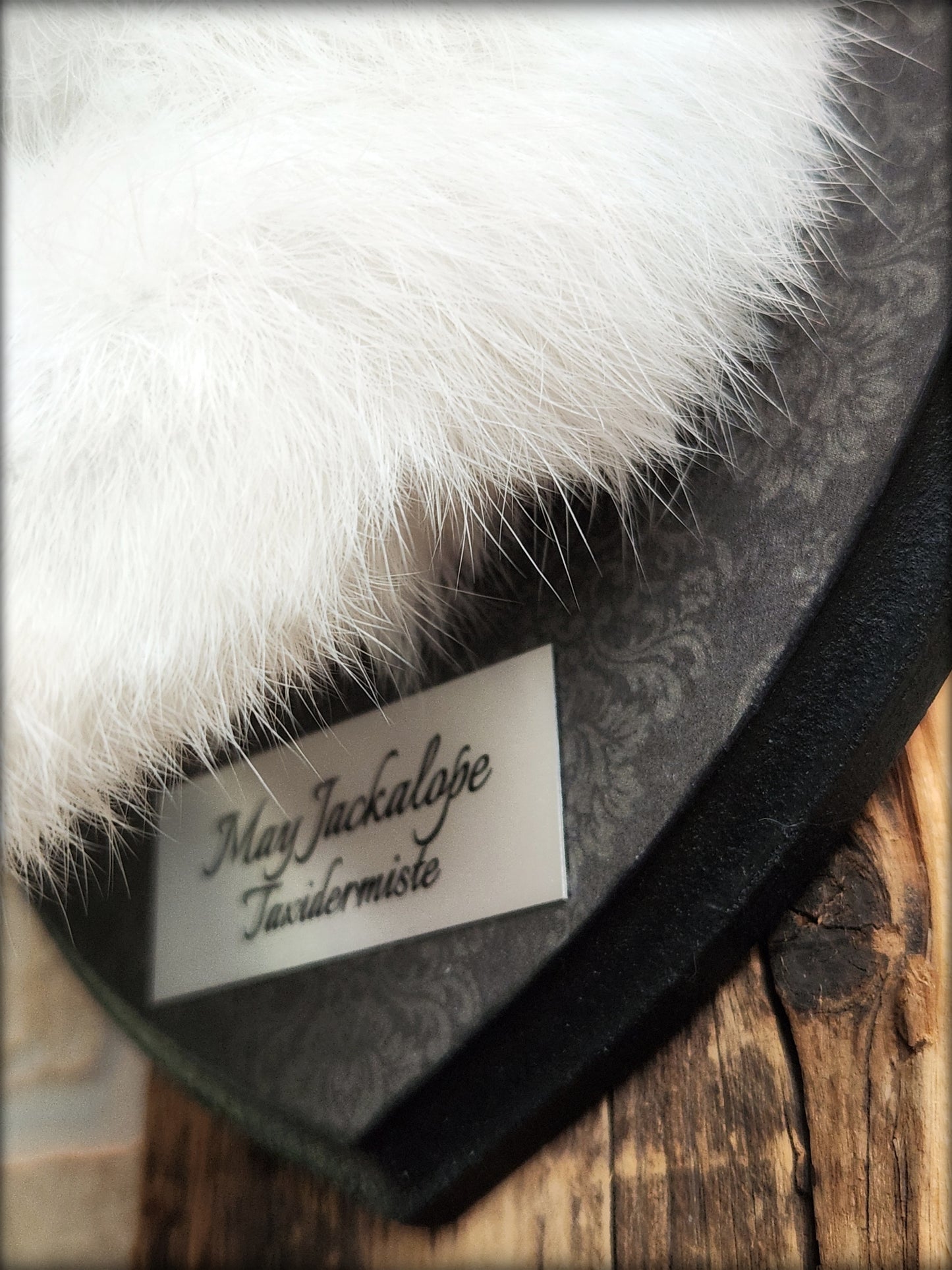 Taxidermie, gros Jackalope noir & blanc aux yeux turquoise, vrais bois atypiques avec collier