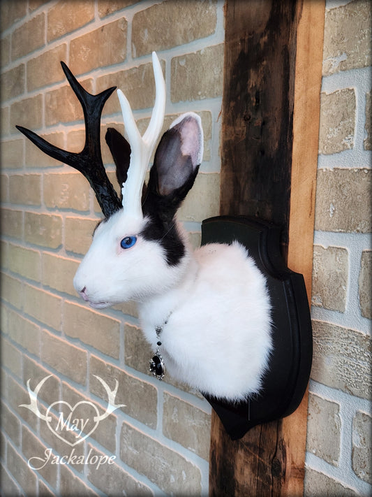 Small white & black Jackalope taxidermy with blue eyes, split color antlers replica & neclace