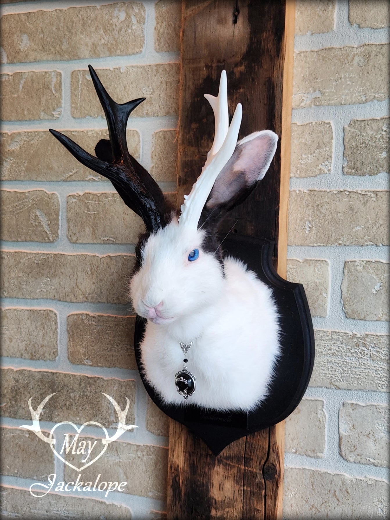 Petite taxidermie Jackalope blanche et noire aux yeux bleus, réplique et collier de bois de couleur fendue
