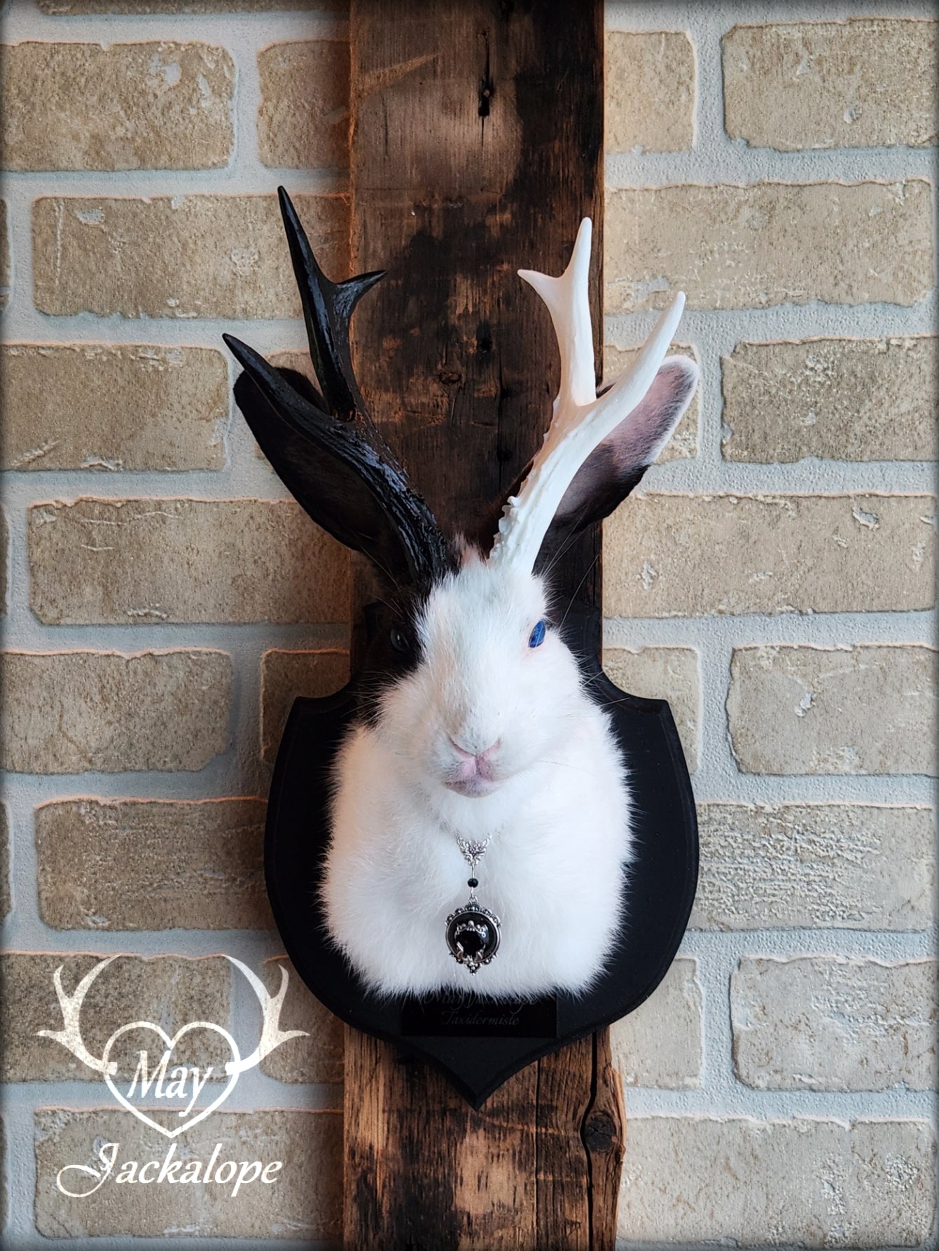 Petite taxidermie Jackalope blanche et noire aux yeux bleus, réplique et collier de bois de couleur fendue