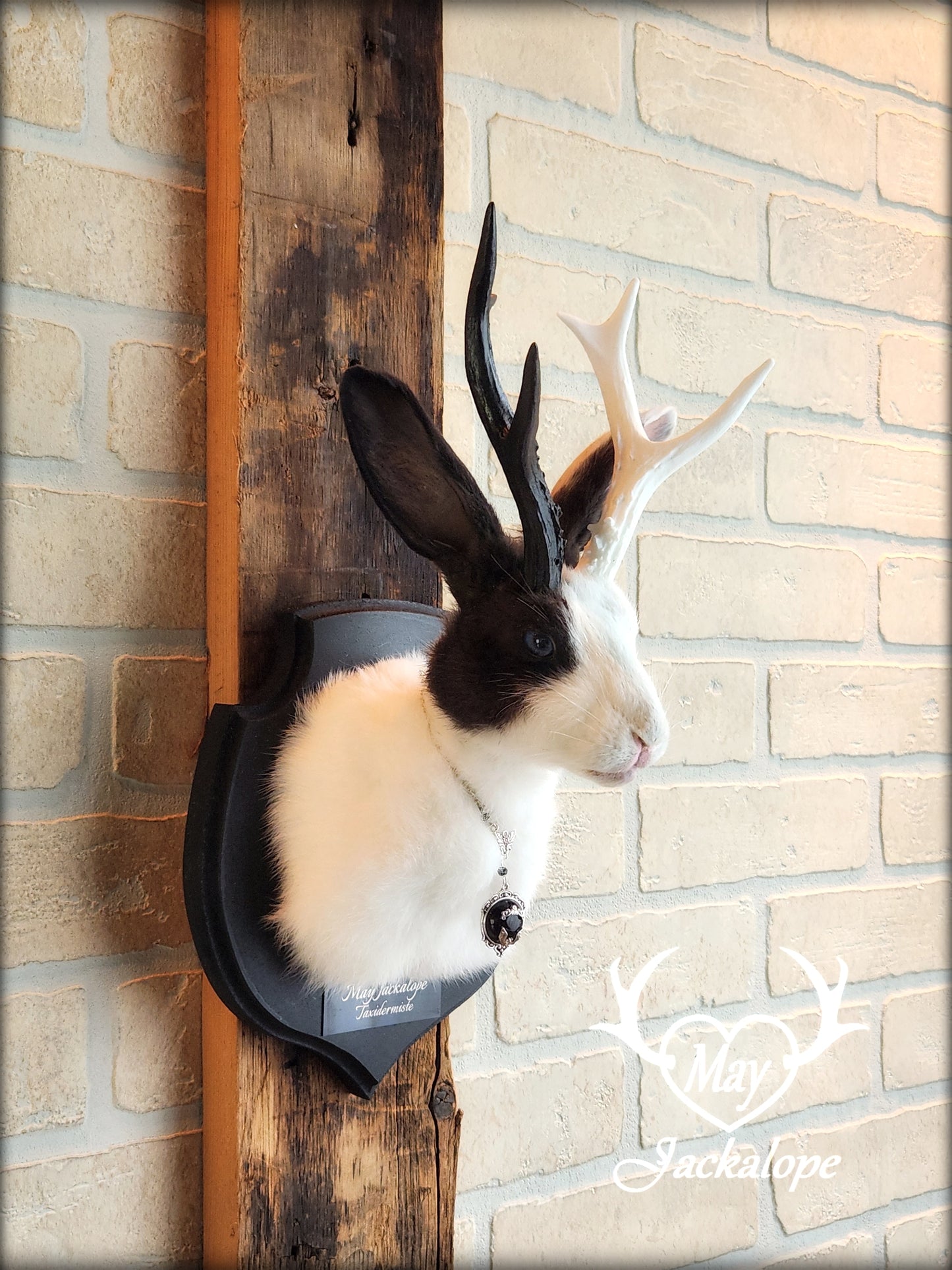 Petite taxidermie Jackalope blanche et noire aux yeux bleus, réplique et collier de bois de couleur fendue