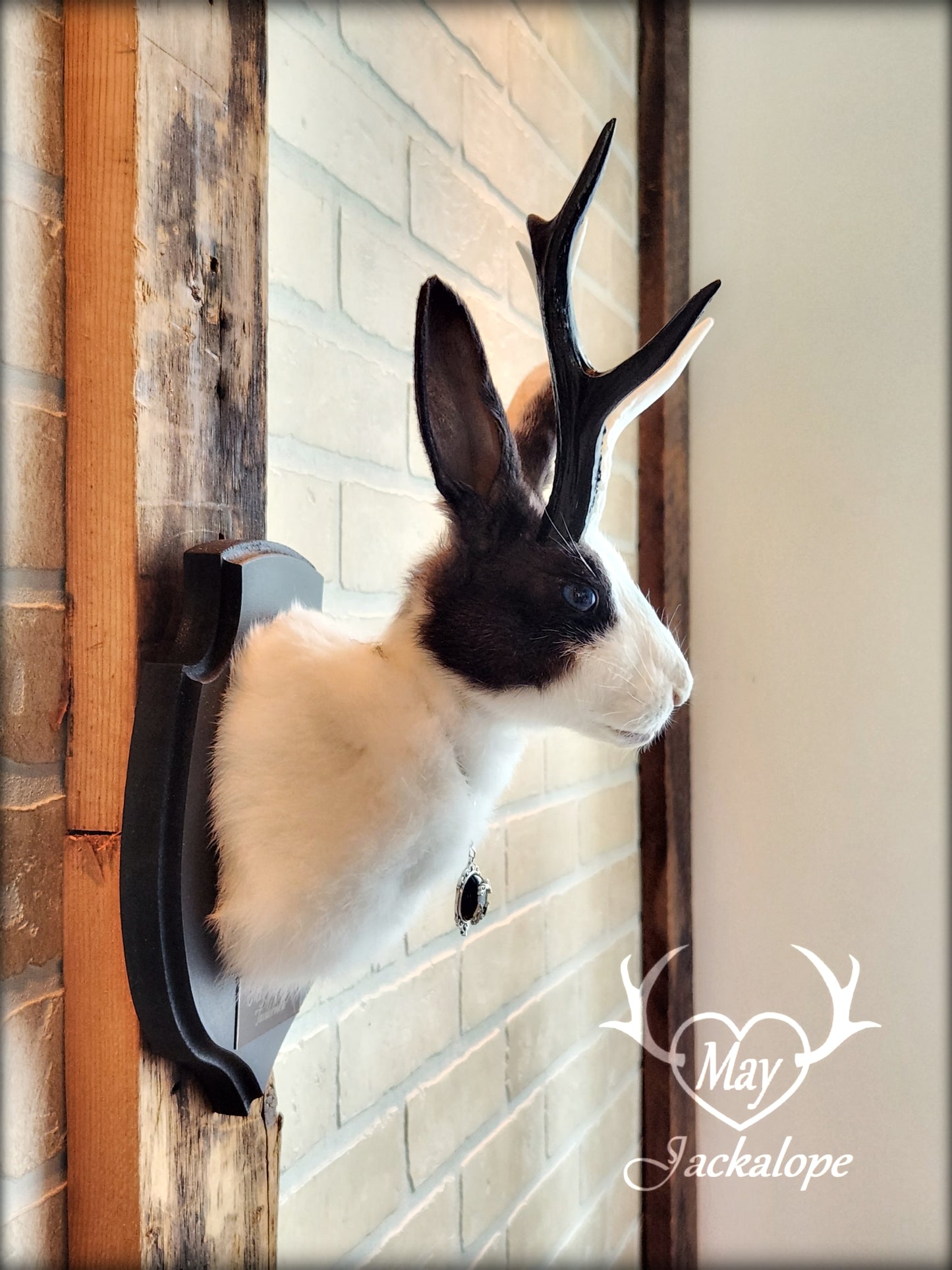 Petite taxidermie Jackalope blanche et noire aux yeux bleus, réplique et collier de bois de couleur fendue