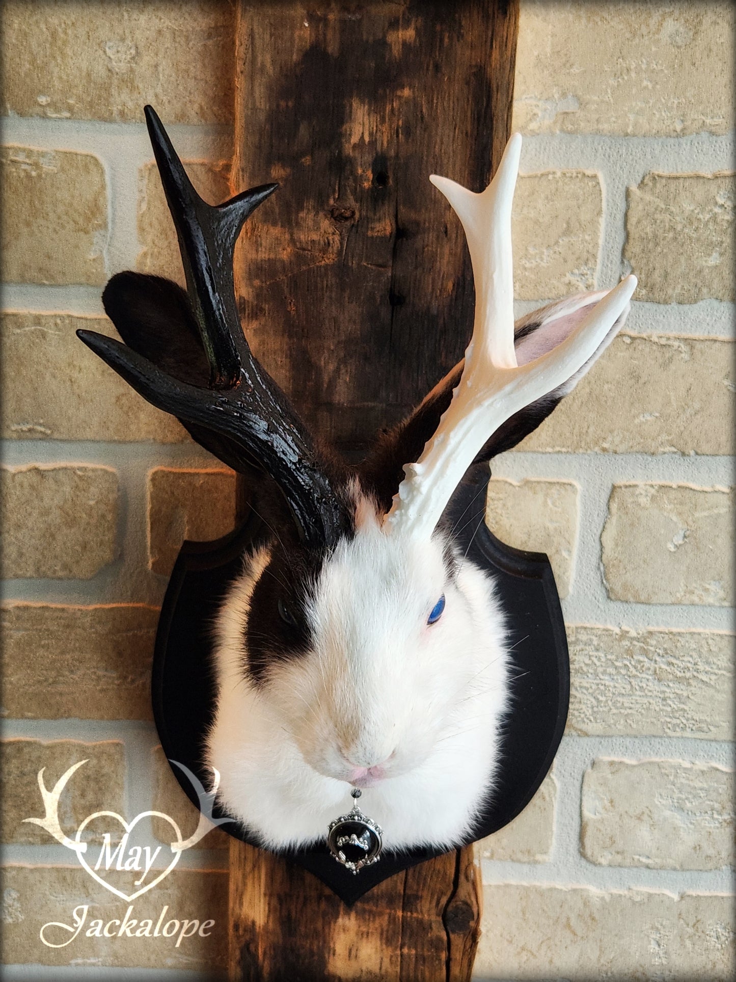 Petite taxidermie Jackalope blanche et noire aux yeux bleus, réplique et collier de bois de couleur fendue