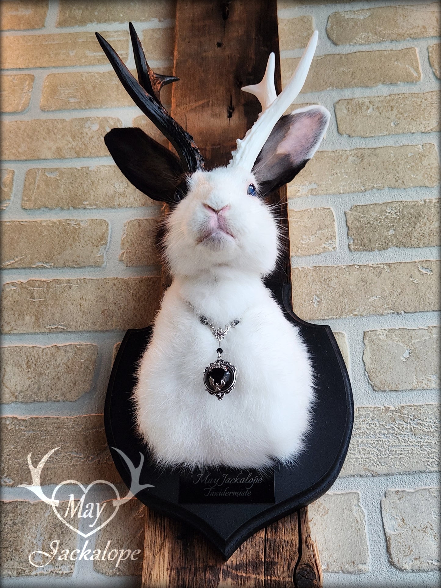 Petite taxidermie Jackalope blanche et noire aux yeux bleus, réplique et collier de bois de couleur fendue