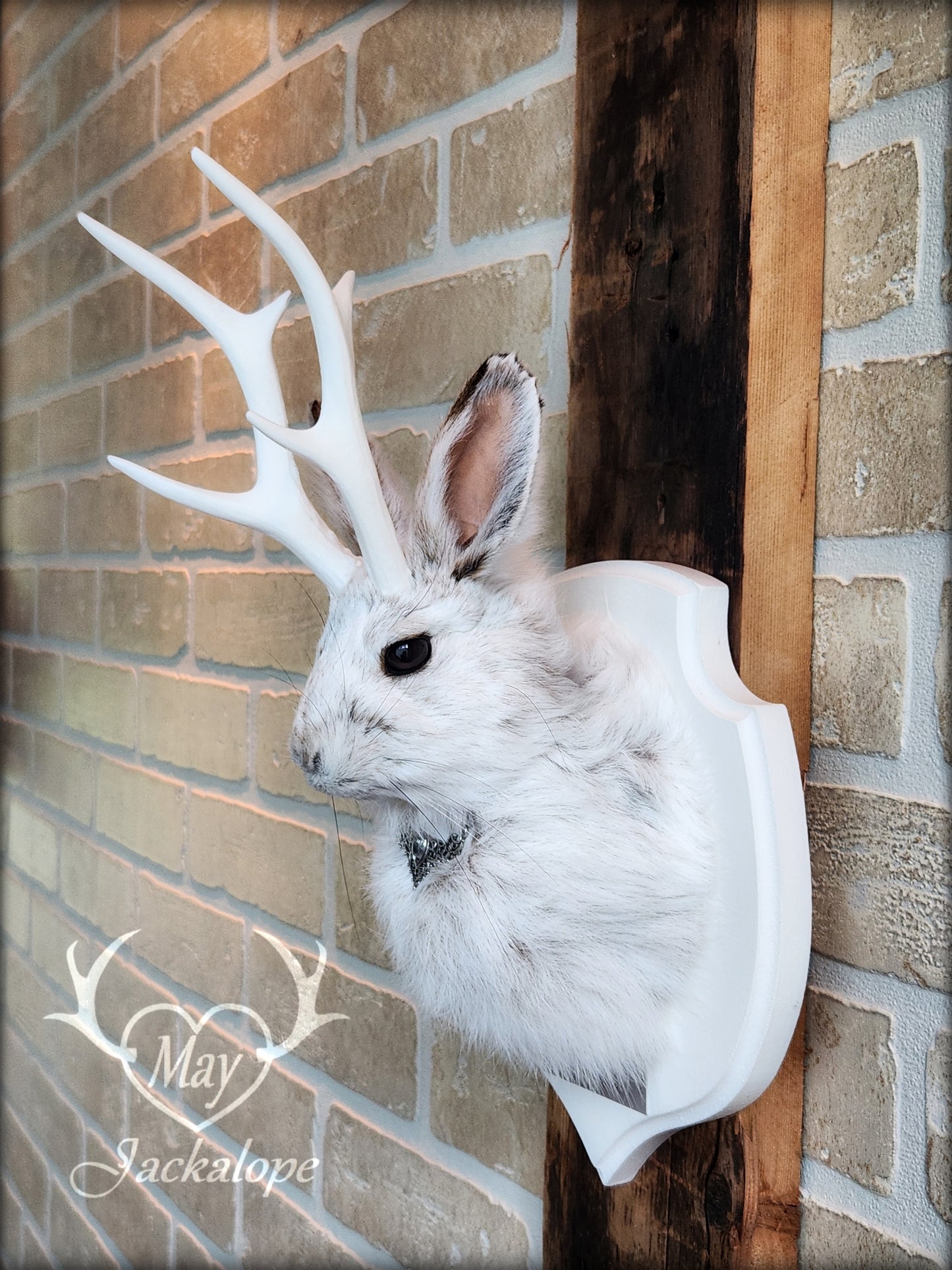 Taxidermie de petit jackalope, lièvre d'Amérique avec bois blancs et plaque blanche