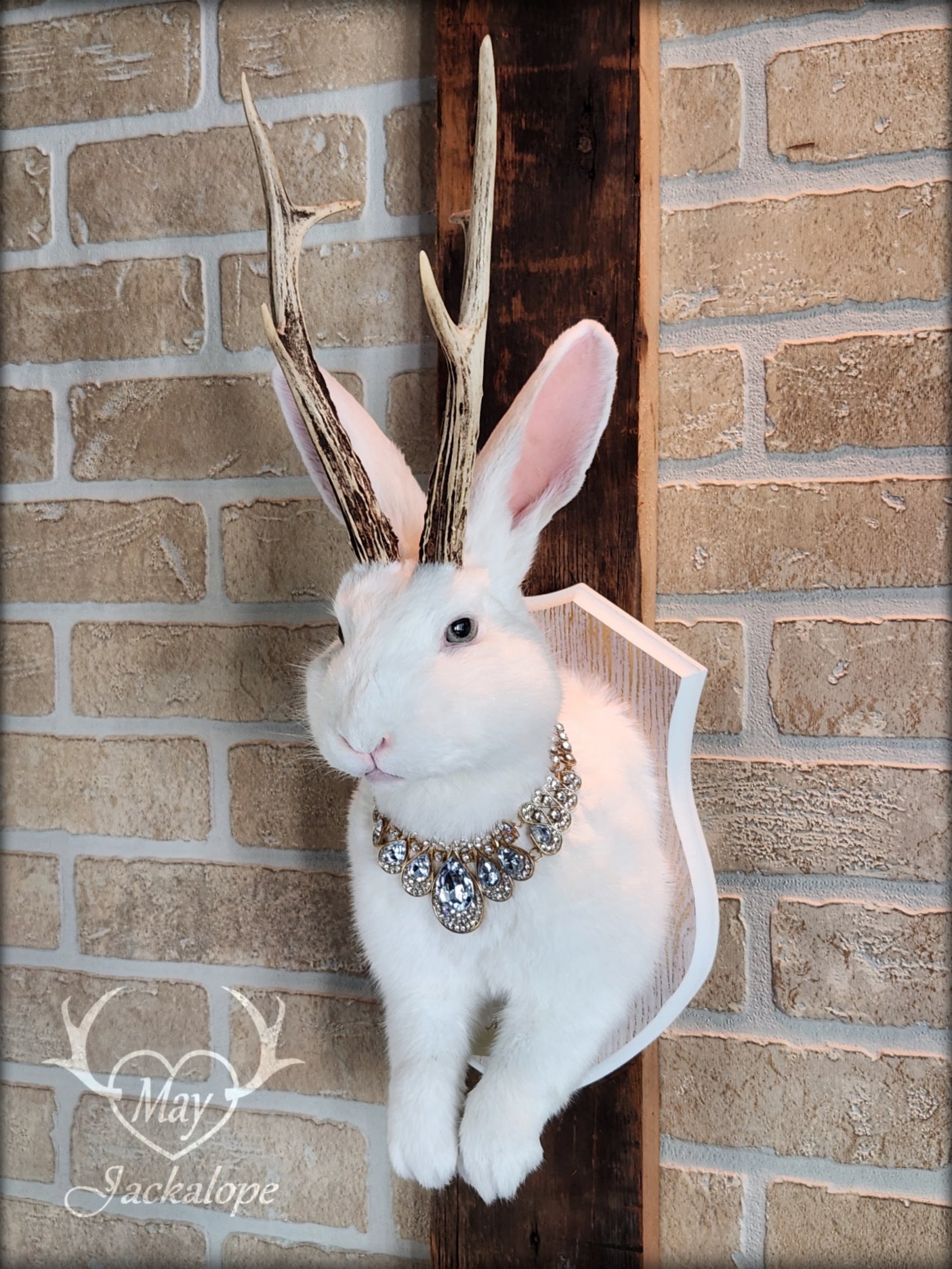 Big white Jackalope taxidermy with teal eyes, real antlers and a necklace