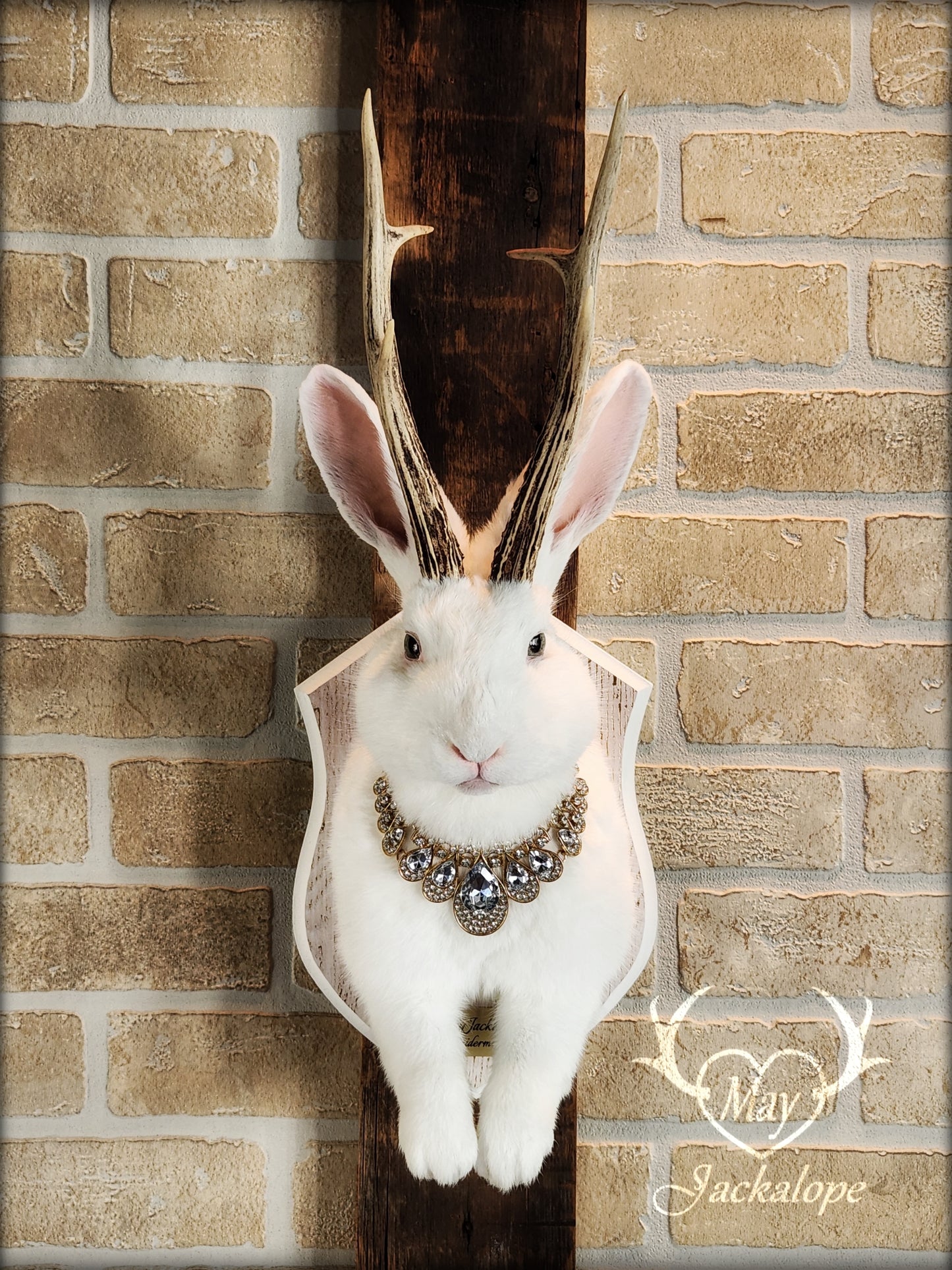 Big white Jackalope taxidermy with teal eyes, real antlers and a necklace