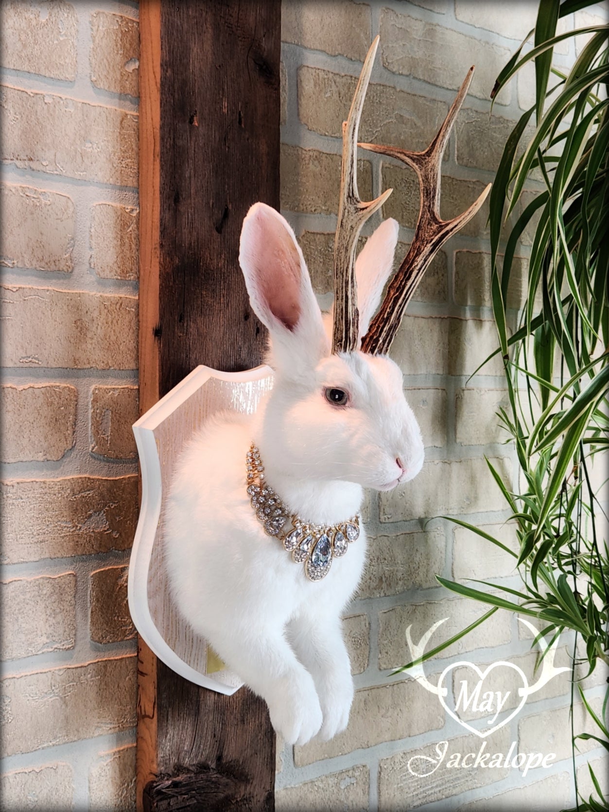 Big white Jackalope taxidermy with teal eyes, real antlers and a necklace