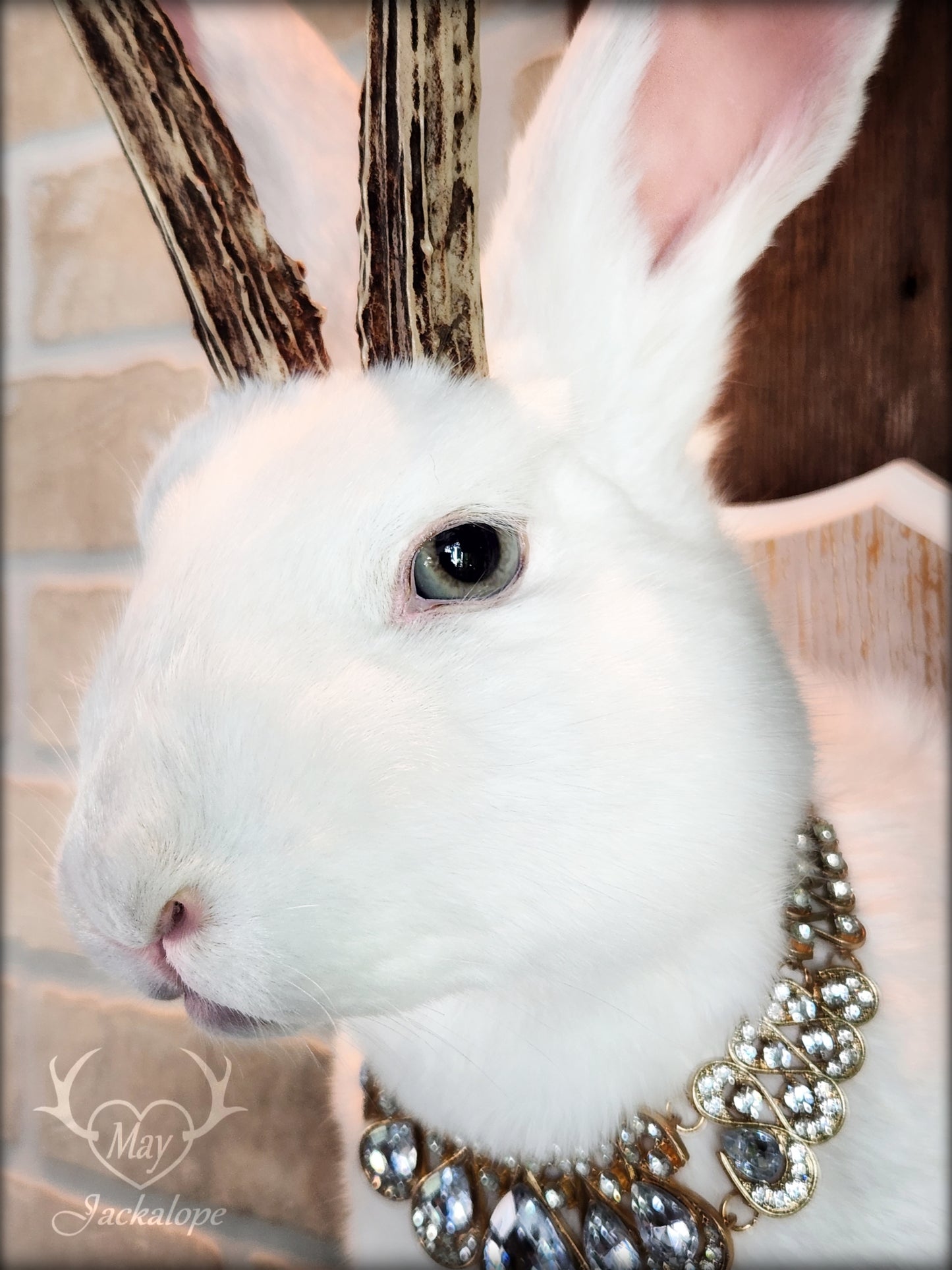 Big white Jackalope taxidermy with teal eyes, real antlers and a necklace