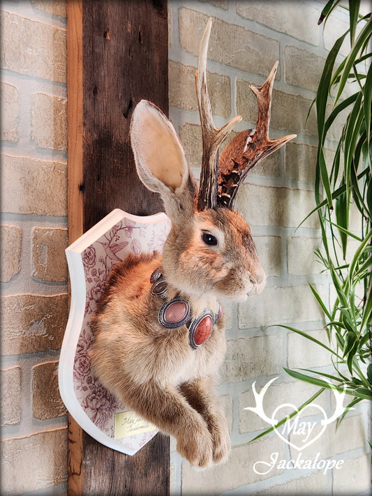 Golden Jackalope taxidermy with dark eyes, real antlers and a necklace