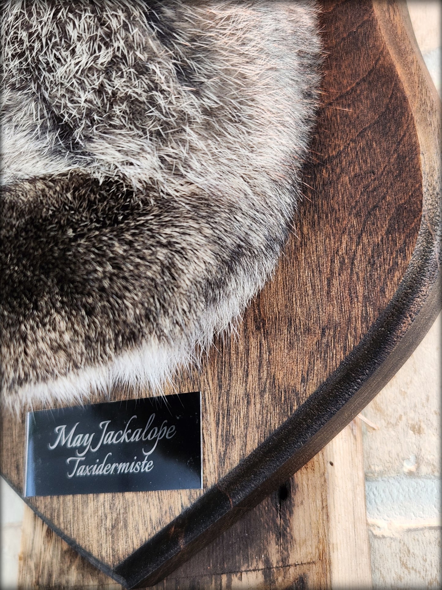 Big dark brown Jackalope taxidermy with hazel eyes, real antlers and a necklace