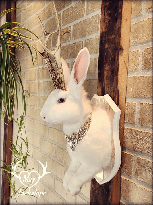 Big white Jackalope taxidermy with teal eyes, real antlers and a necklace