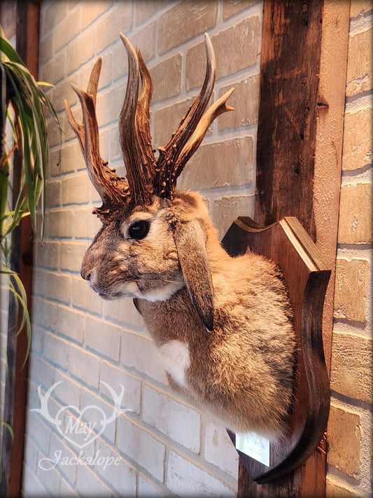 Brown Jackalope taxidermy with dark eyes, white heart on the belly & real atypical antlers.