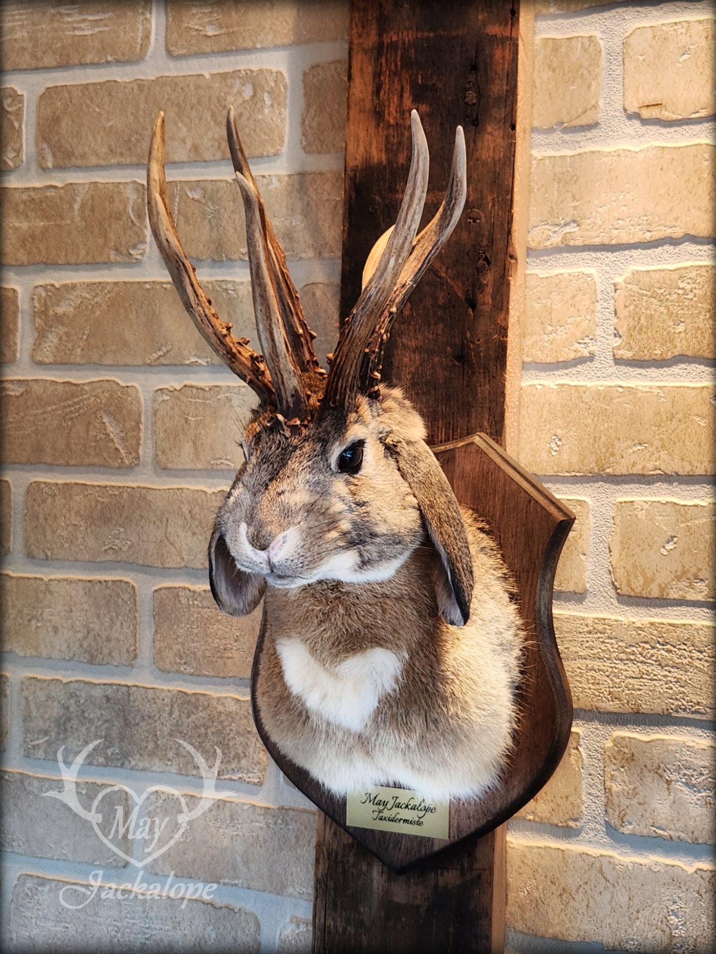 Brown Jackalope taxidermy with dark eyes, white heart on the belly & real atypical antlers.