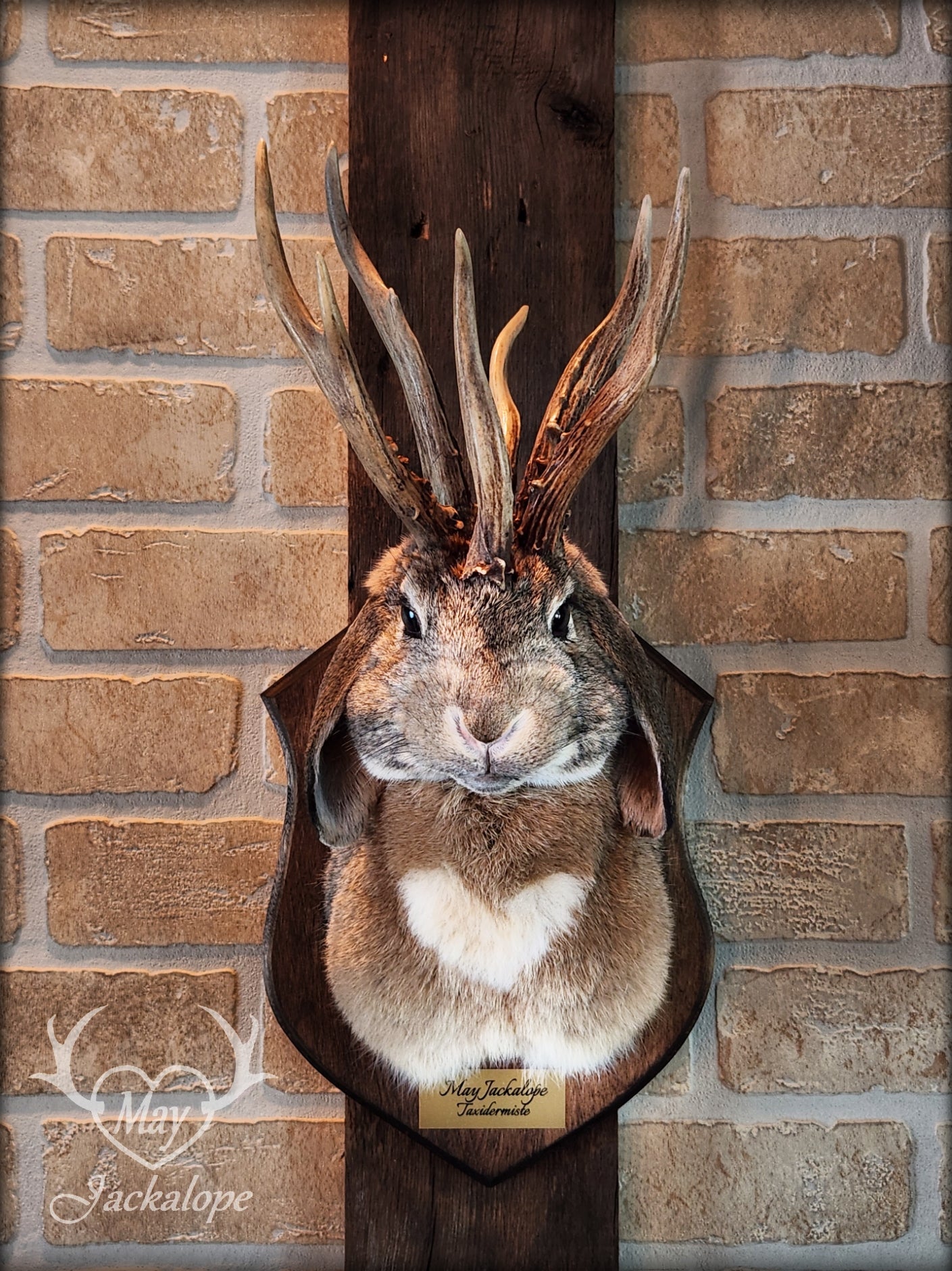 Brown Jackalope taxidermy with dark eyes, white heart on the belly & real atypical antlers.
