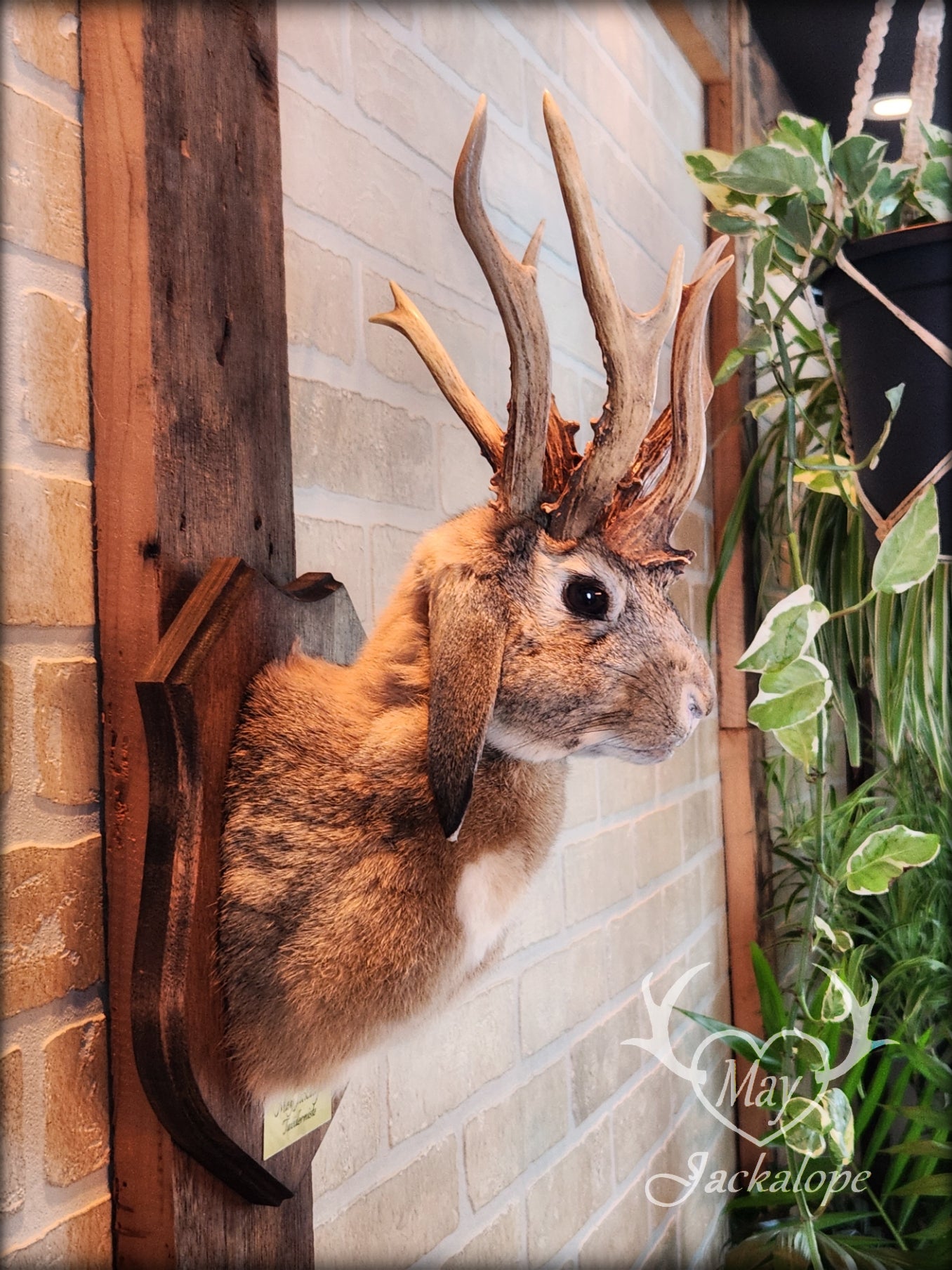 Brown Jackalope taxidermy with dark eyes, white heart on the belly & real atypical antlers.