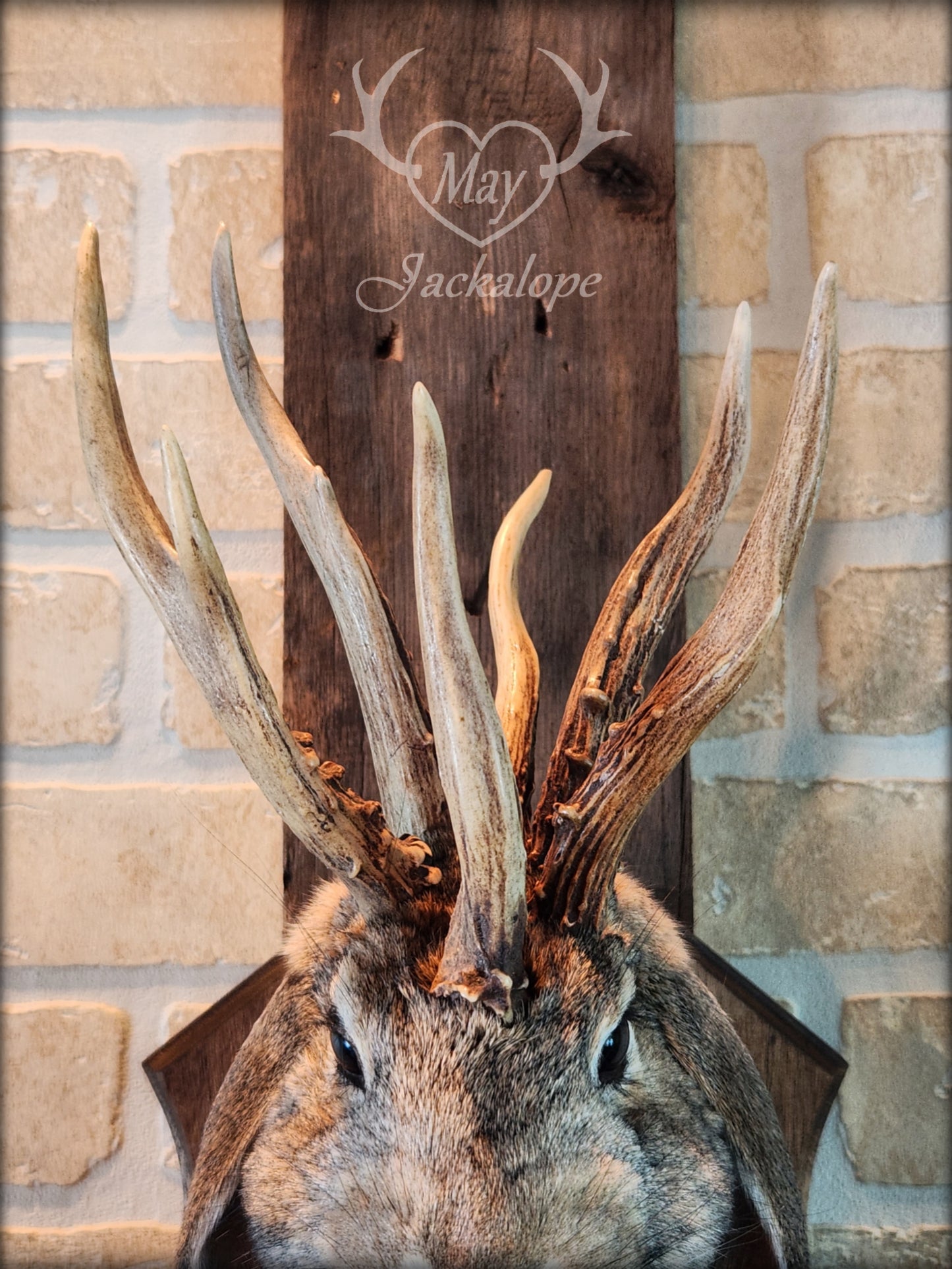 Brown Jackalope taxidermy with dark eyes, white heart on the belly & real atypical antlers.
