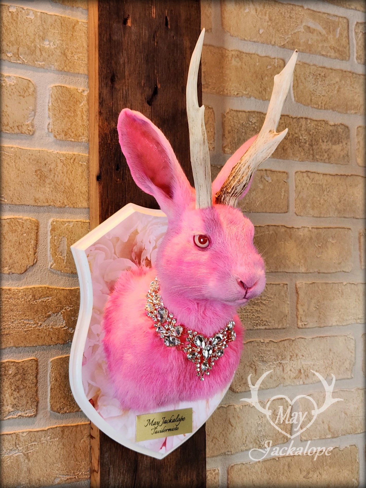 Pink Jackalope taxidermy with real white antlers, pink albino eyes & necklace