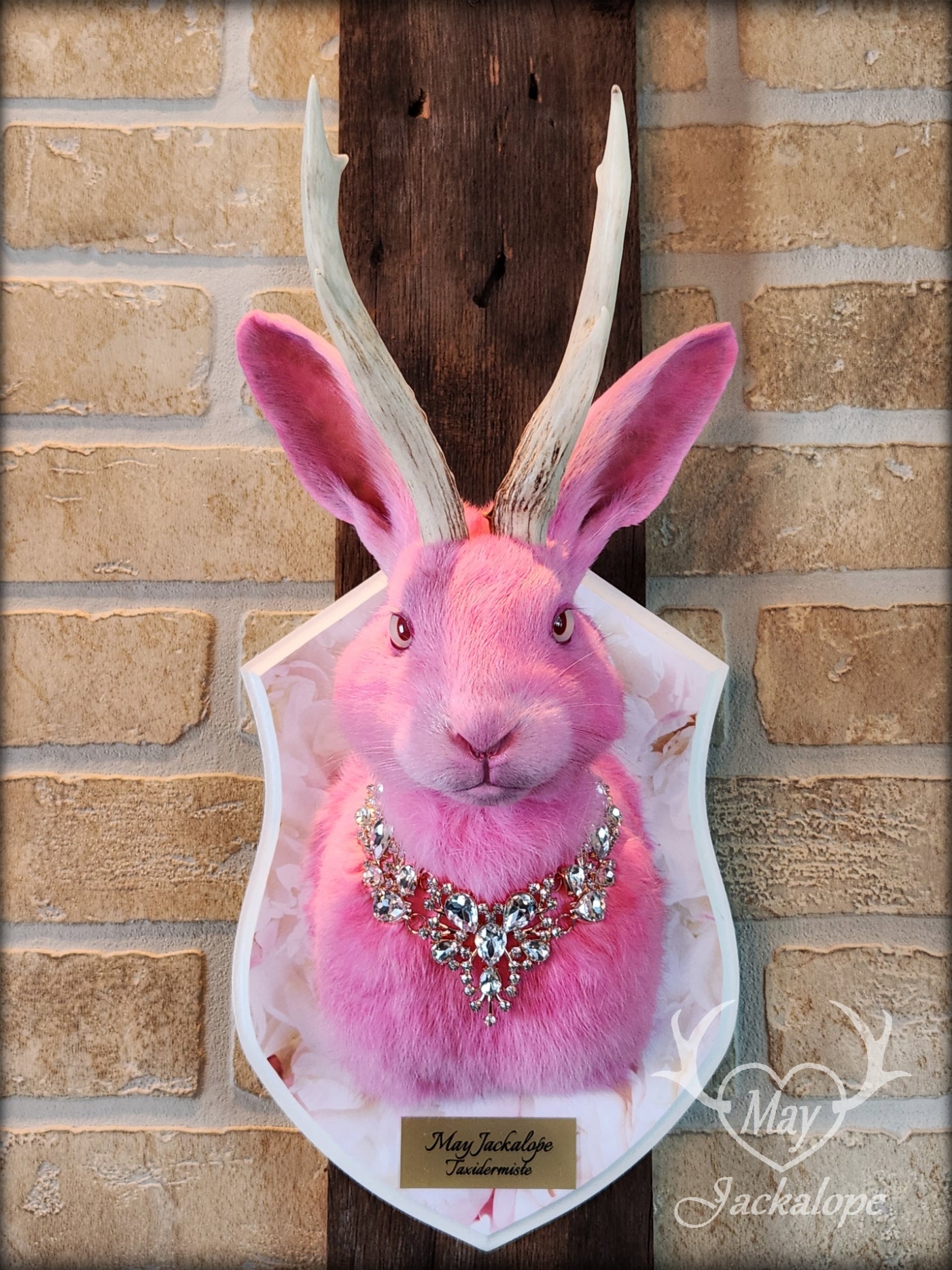 Pink Jackalope taxidermy with real white antlers, pink albino eyes & necklace