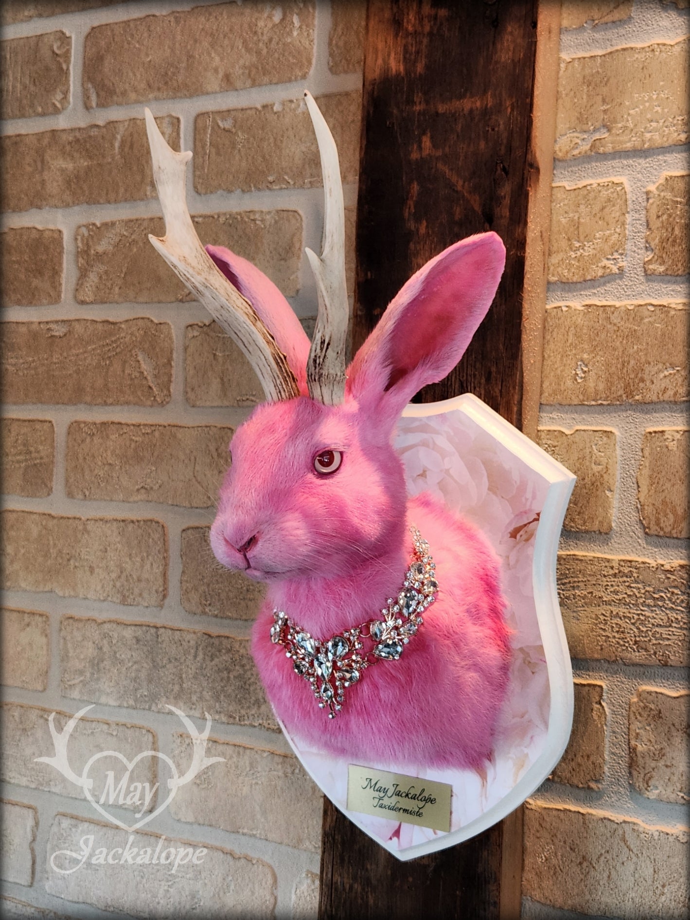 Pink Jackalope taxidermy with real white antlers, pink albino eyes & necklace