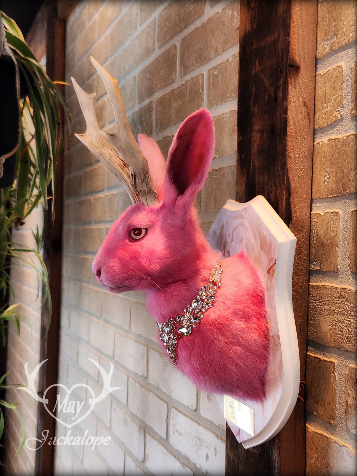 Pink Jackalope taxidermy with real white antlers, pink albino eyes & necklace