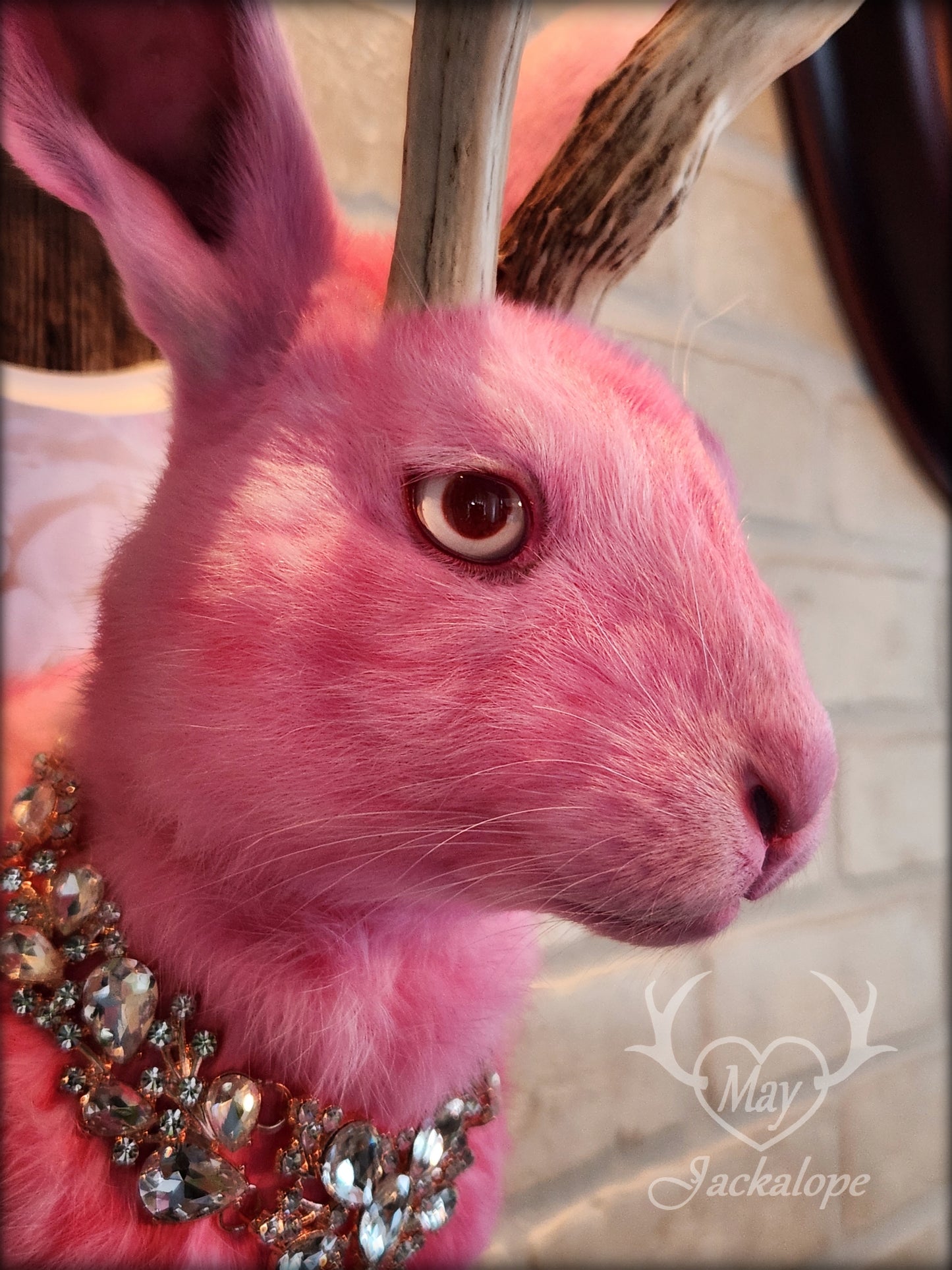 Pink Jackalope taxidermy with real white antlers, pink albino eyes & necklace