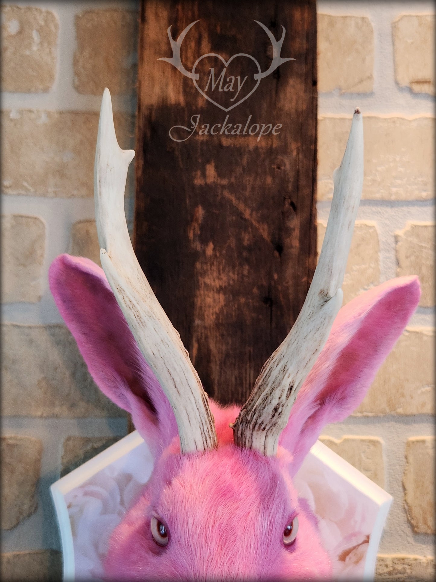 Pink Jackalope taxidermy with real white antlers, pink albino eyes & necklace