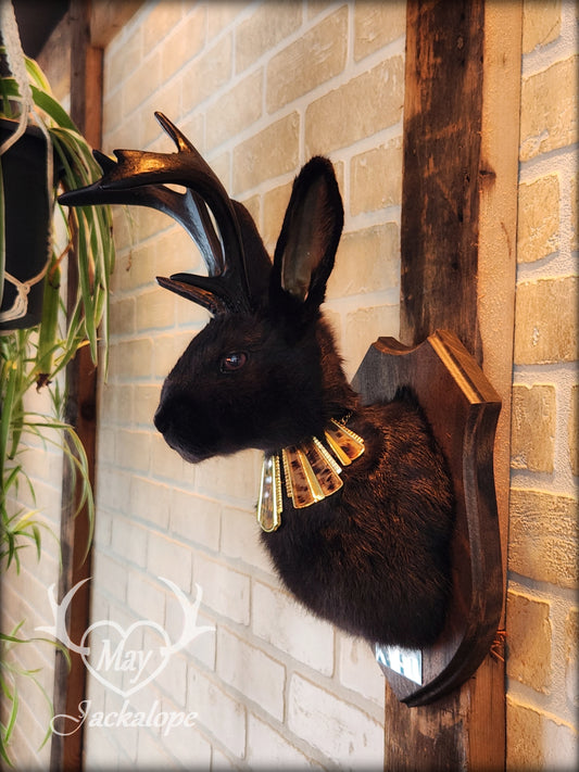 Black Jackalope taxidermy with dark eyes, black antlers replica & necklace.