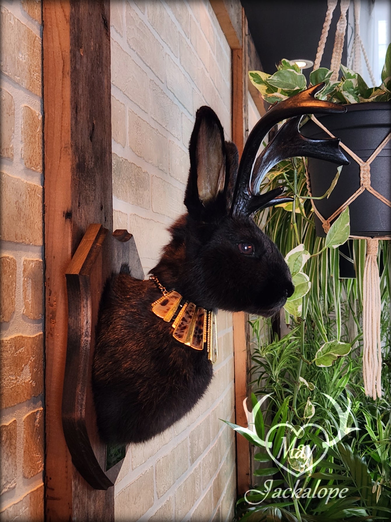 Black Jackalope taxidermy with dark eyes, black antlers replica & necklace.