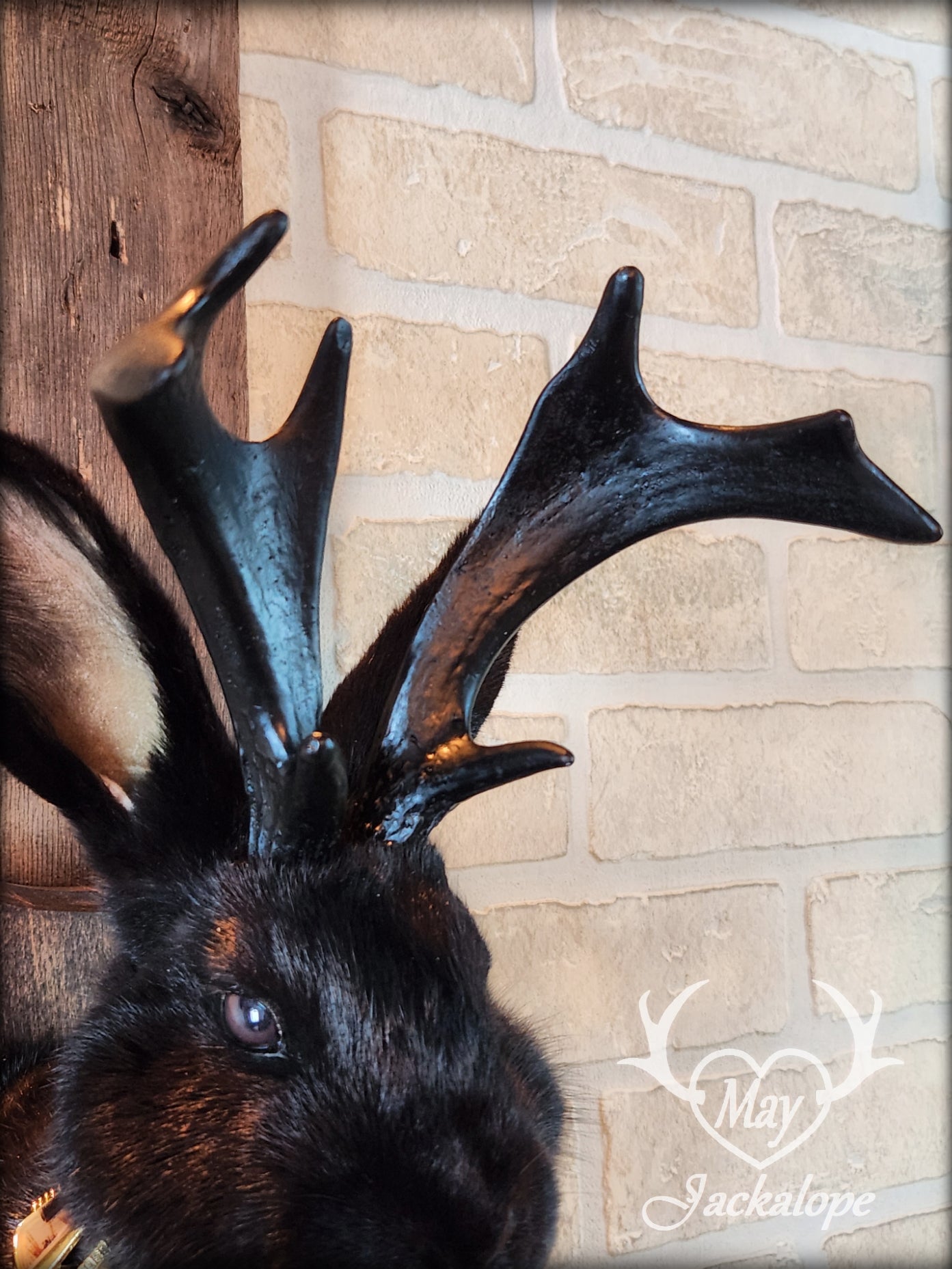 Black Jackalope taxidermy with dark eyes, black antlers replica & necklace.