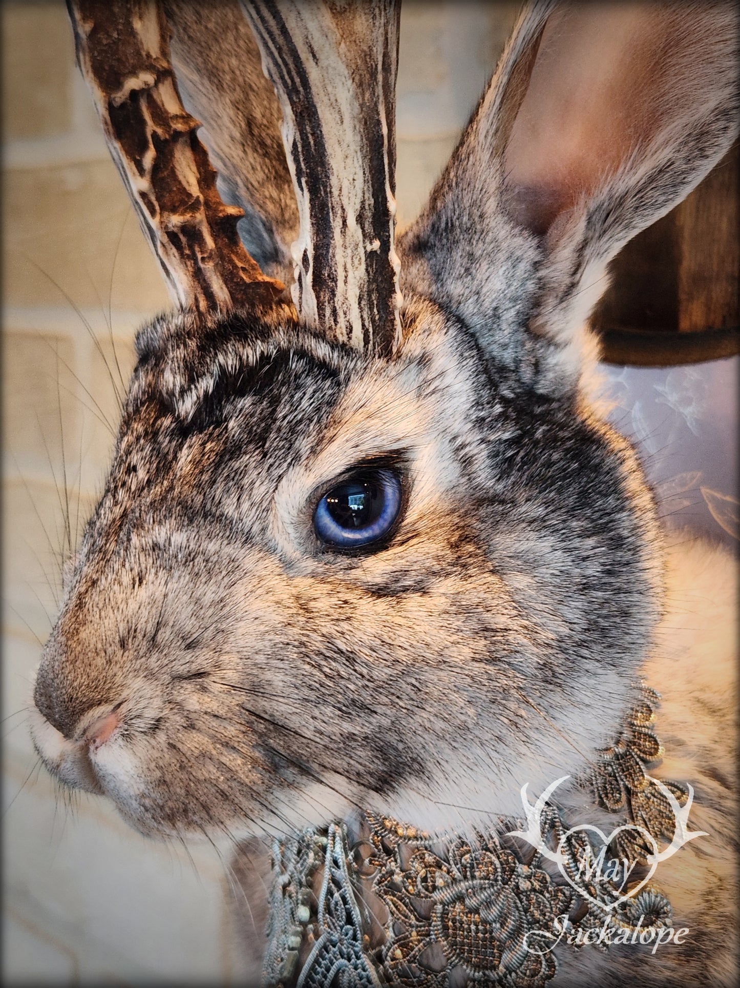 Taxidermie Jackalope gris aux yeux bleus, vrais bois avec un collier.