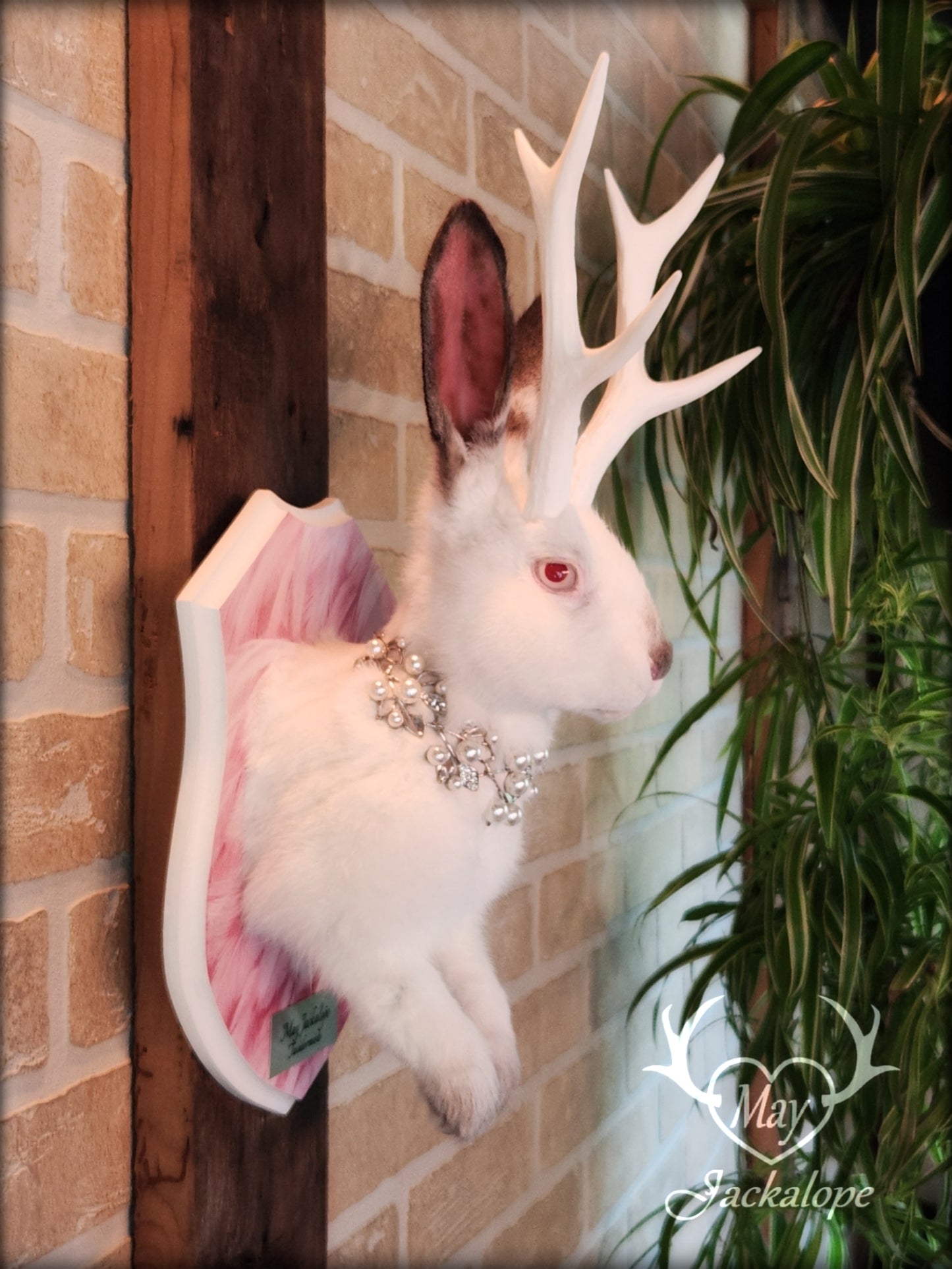 Taxidermie Jackalope blanc et gris avec yeux albinos, réplique de bois blancs et collier