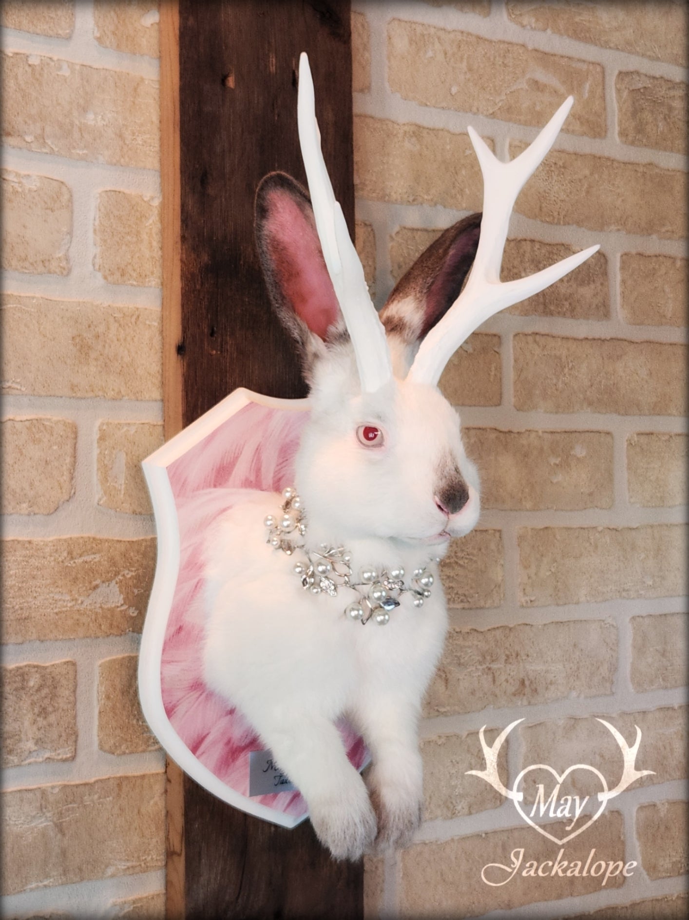 Taxidermie Jackalope blanc et gris avec yeux albinos, réplique de bois blancs et collier
