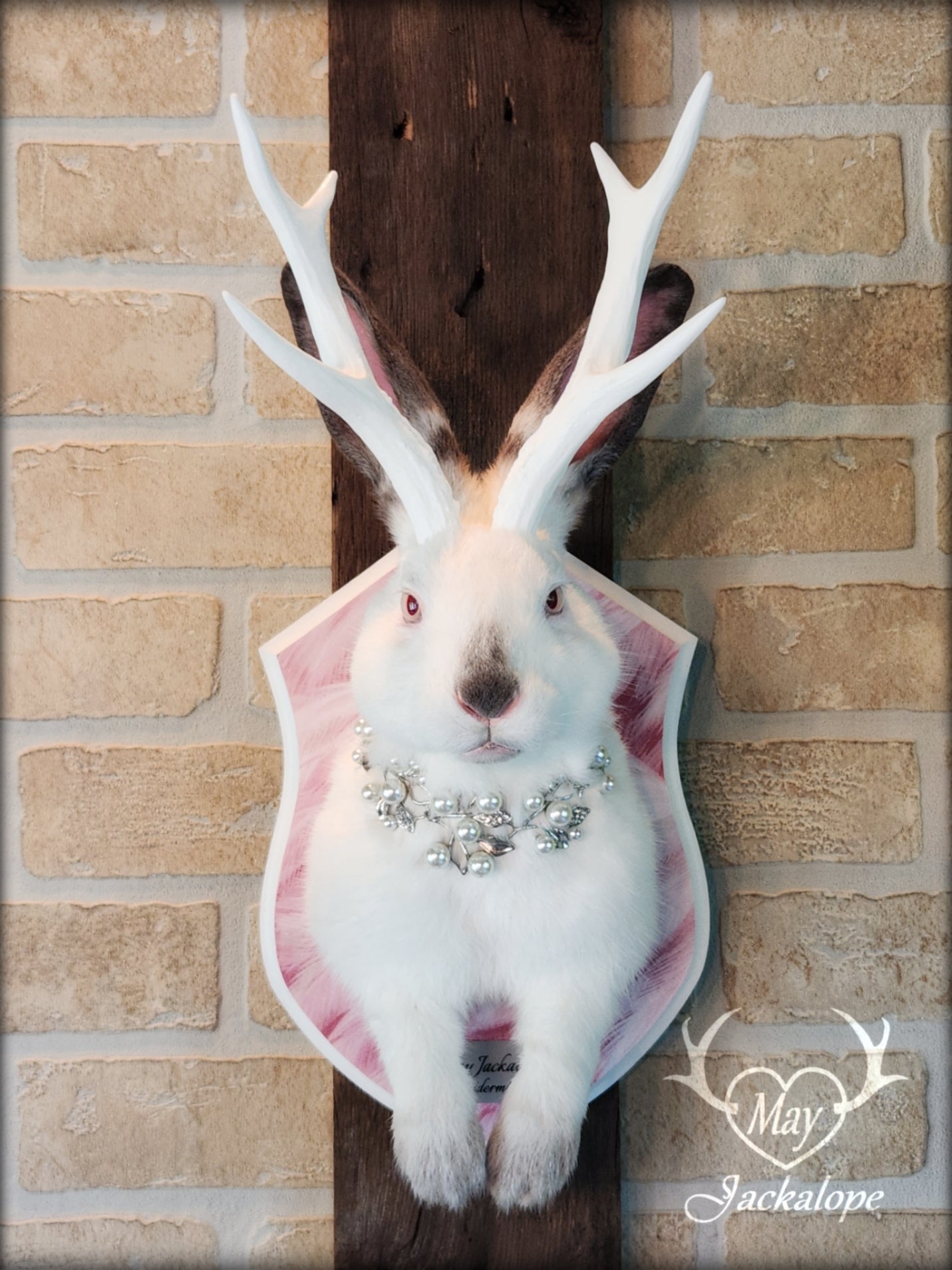 Taxidermie Jackalope blanc et gris avec yeux albinos, réplique de bois blancs et collier