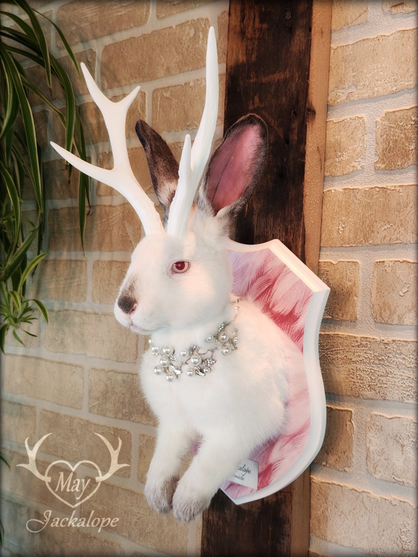 Taxidermie Jackalope blanc et gris avec yeux albinos, réplique de bois blancs et collier