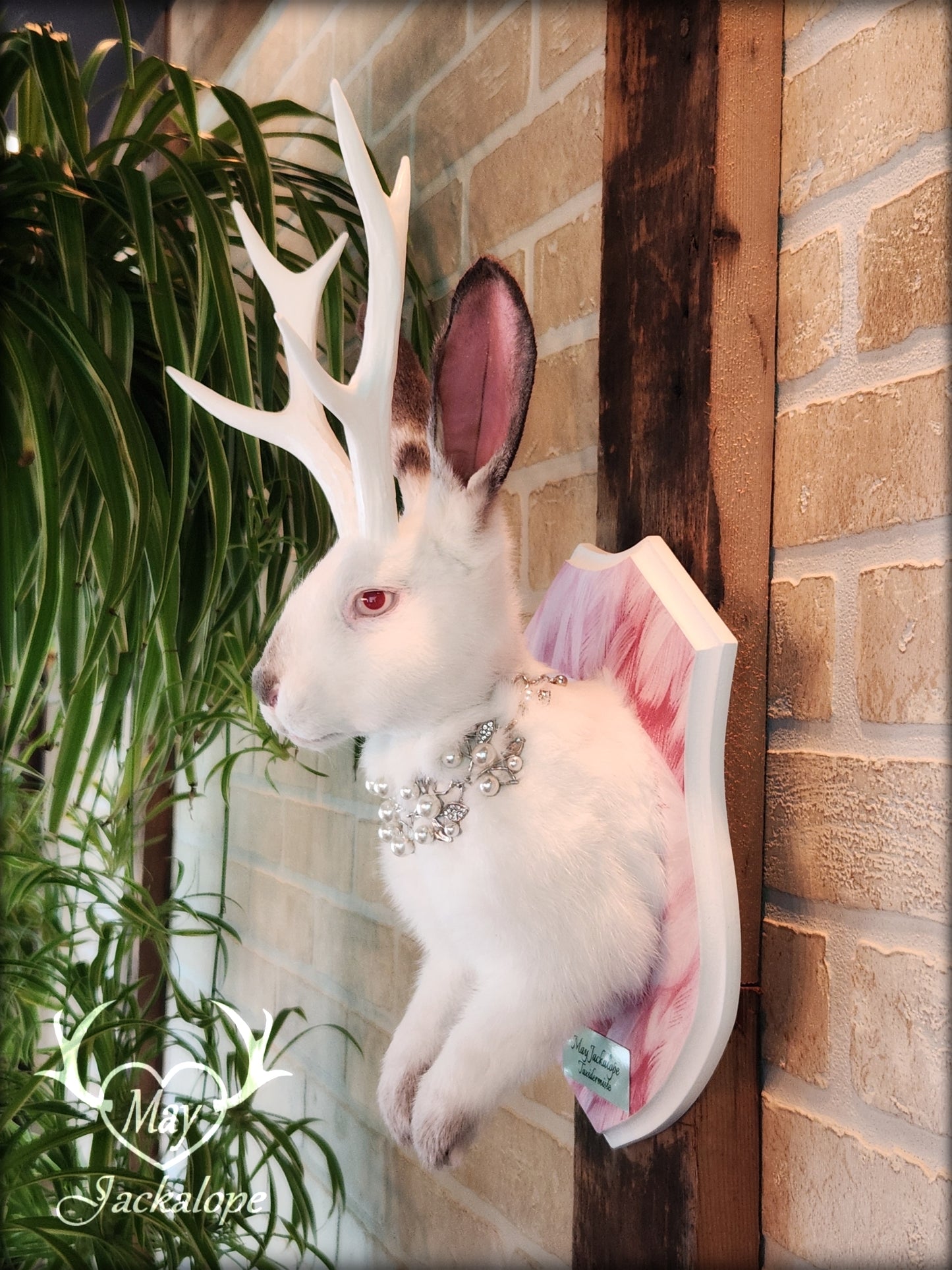 Taxidermie Jackalope blanc et gris avec yeux albinos, réplique de bois blancs et collier