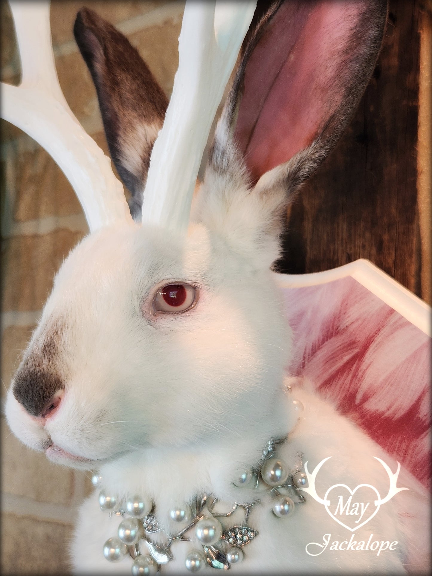 Taxidermie Jackalope blanc et gris avec yeux albinos, réplique de bois blancs et collier