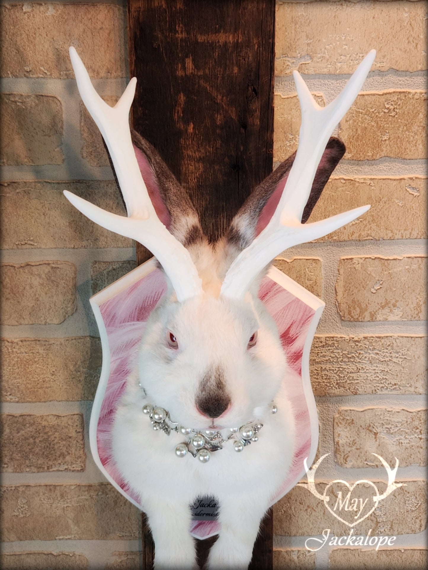 Taxidermie Jackalope blanc et gris avec yeux albinos, réplique de bois blancs et collier