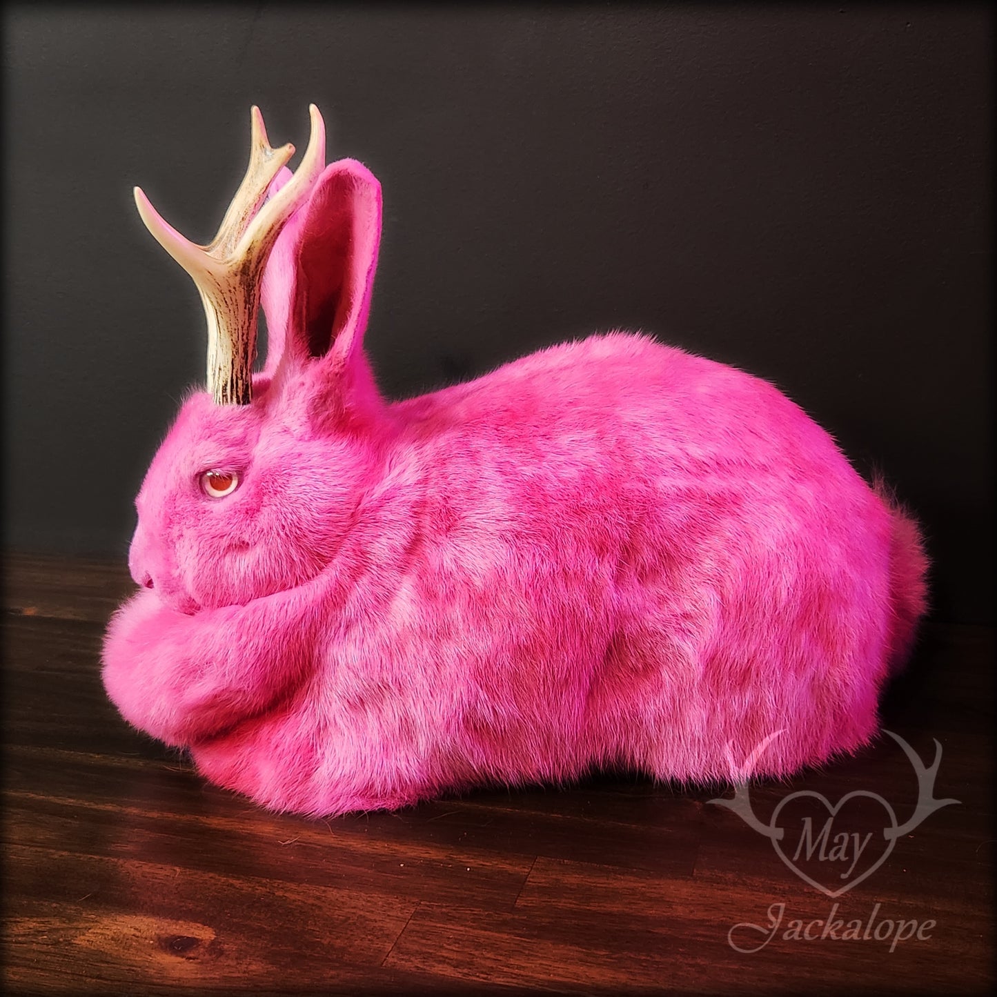 Taxidermie de jackalope rose, position pain avec un tiroir secret au dos.