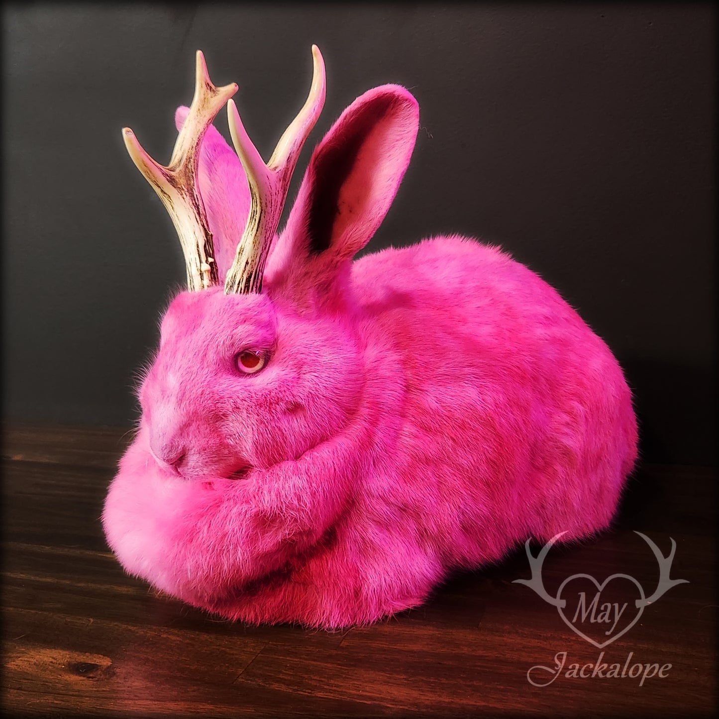 Taxidermie de jackalope rose, position pain avec un tiroir secret au dos.