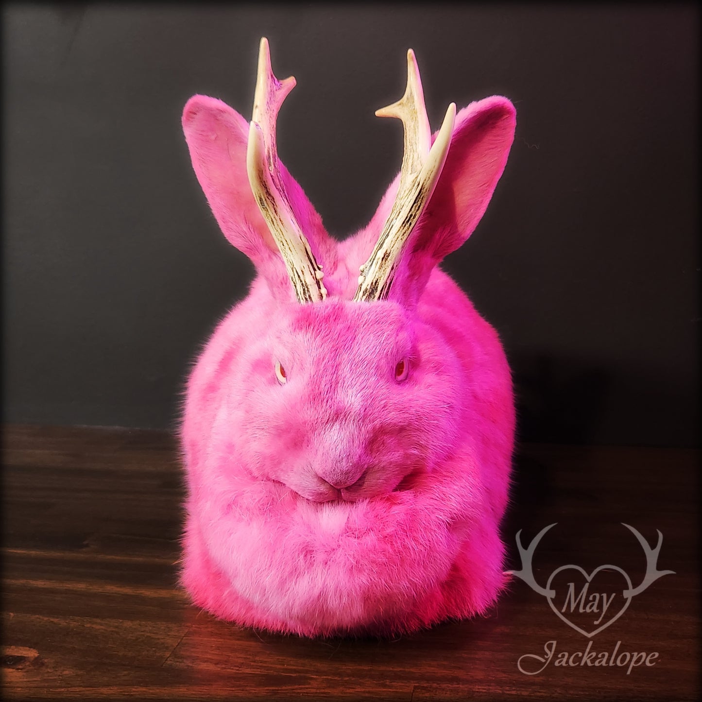 Taxidermie de jackalope rose, position pain avec un tiroir secret au dos.