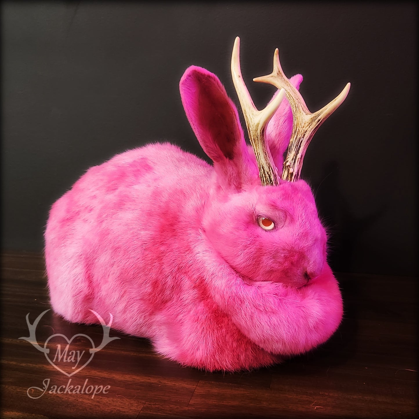 Taxidermie de jackalope rose, position pain avec un tiroir secret au dos.