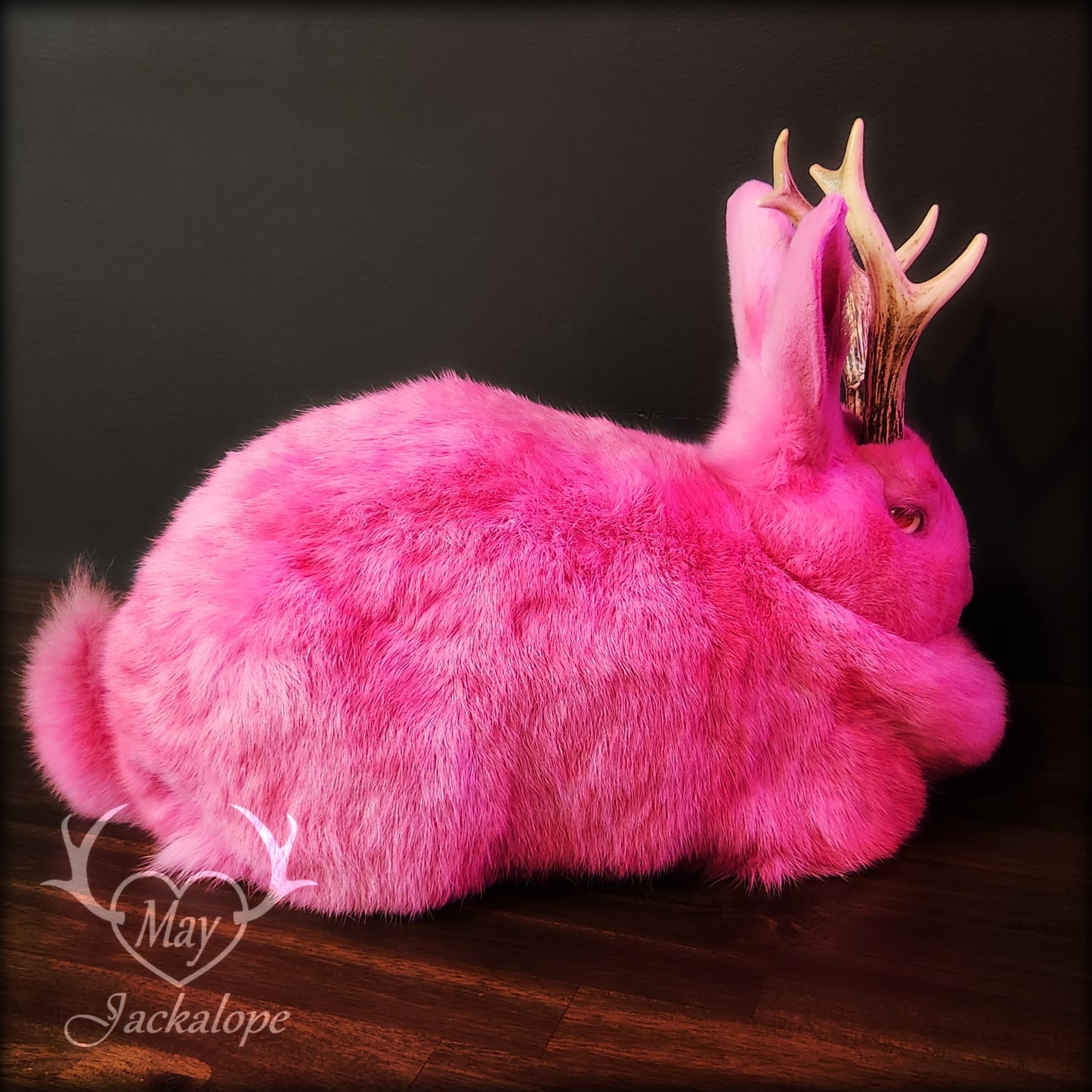 Taxidermie de jackalope rose, position pain avec un tiroir secret au dos.