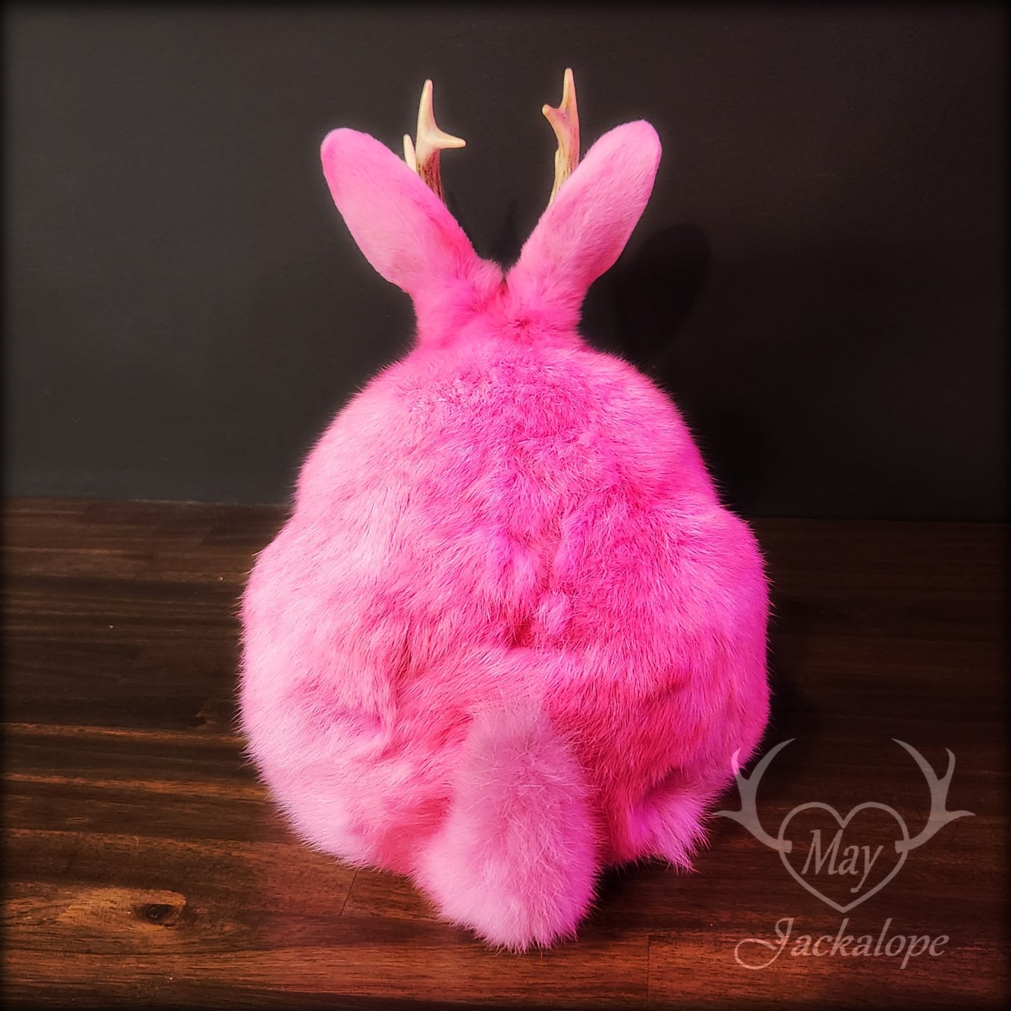 Taxidermie de jackalope rose, position pain avec un tiroir secret au dos.